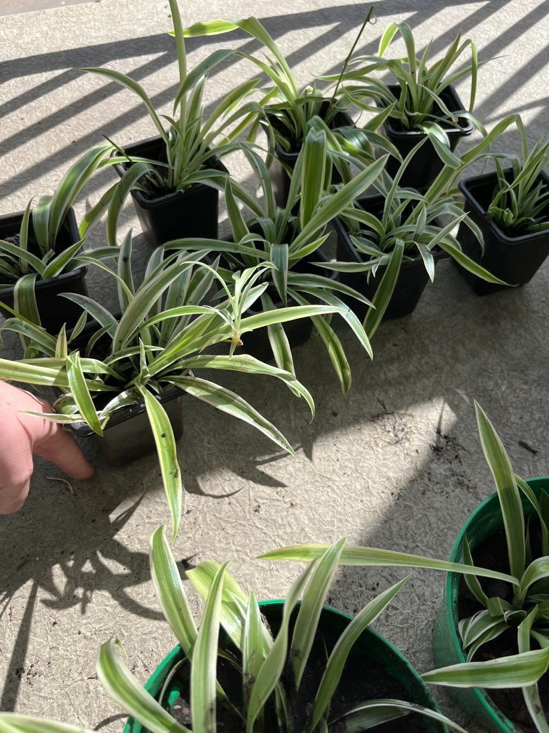 Spider Plants - photo 2