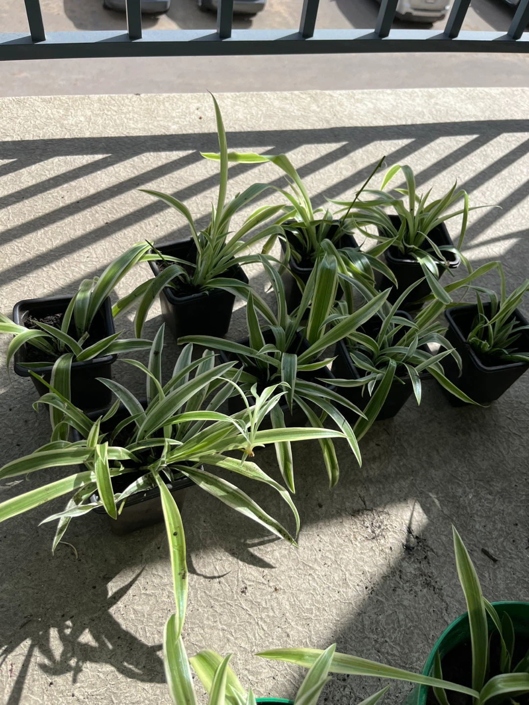 Spider Plants