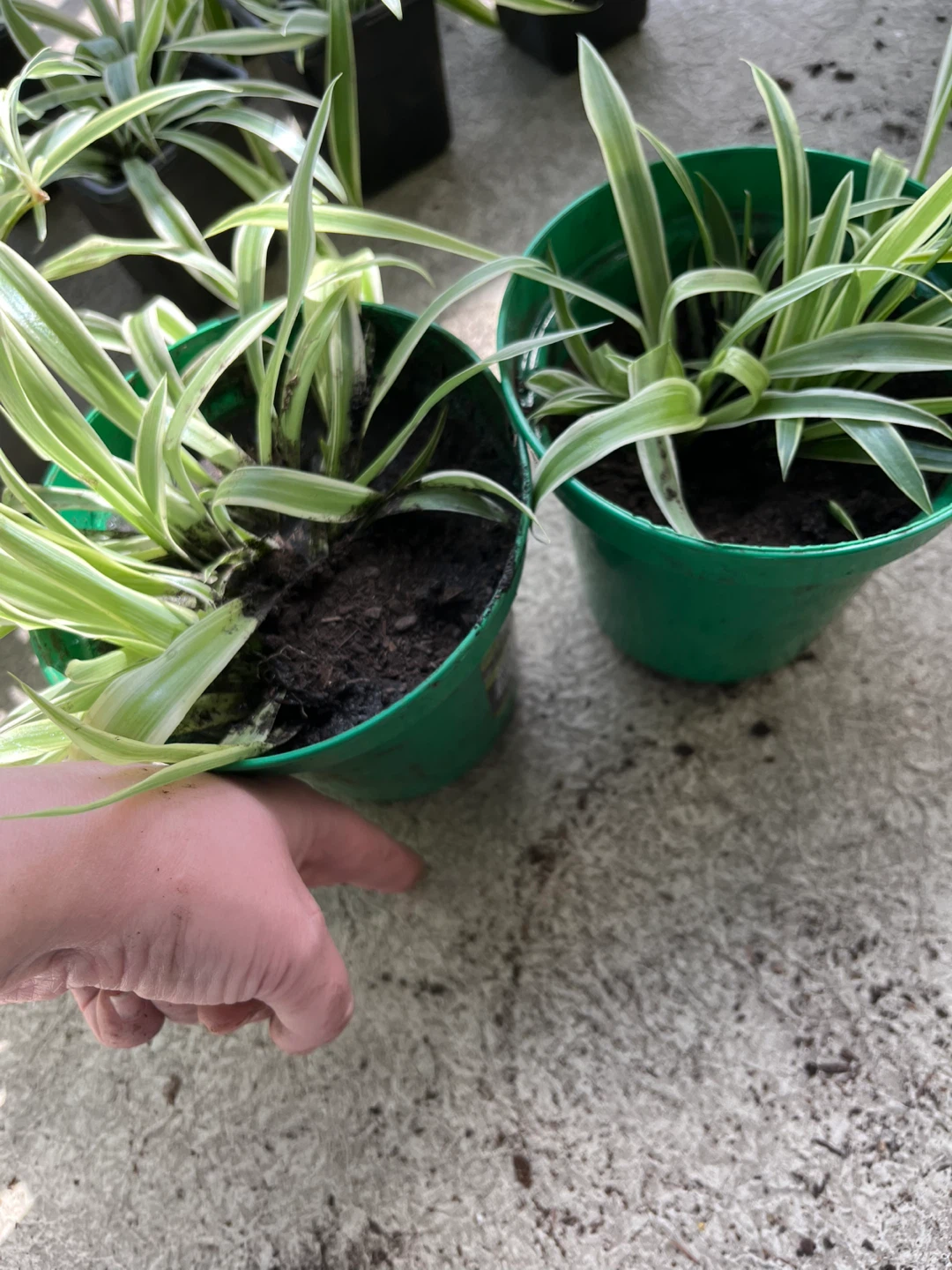 Spider Plant in Green Pot - photo 2