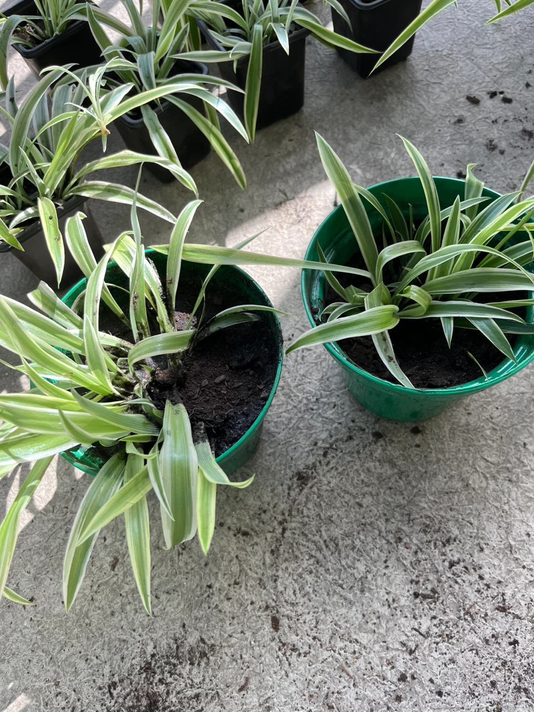 Spider Plant in Green Pot