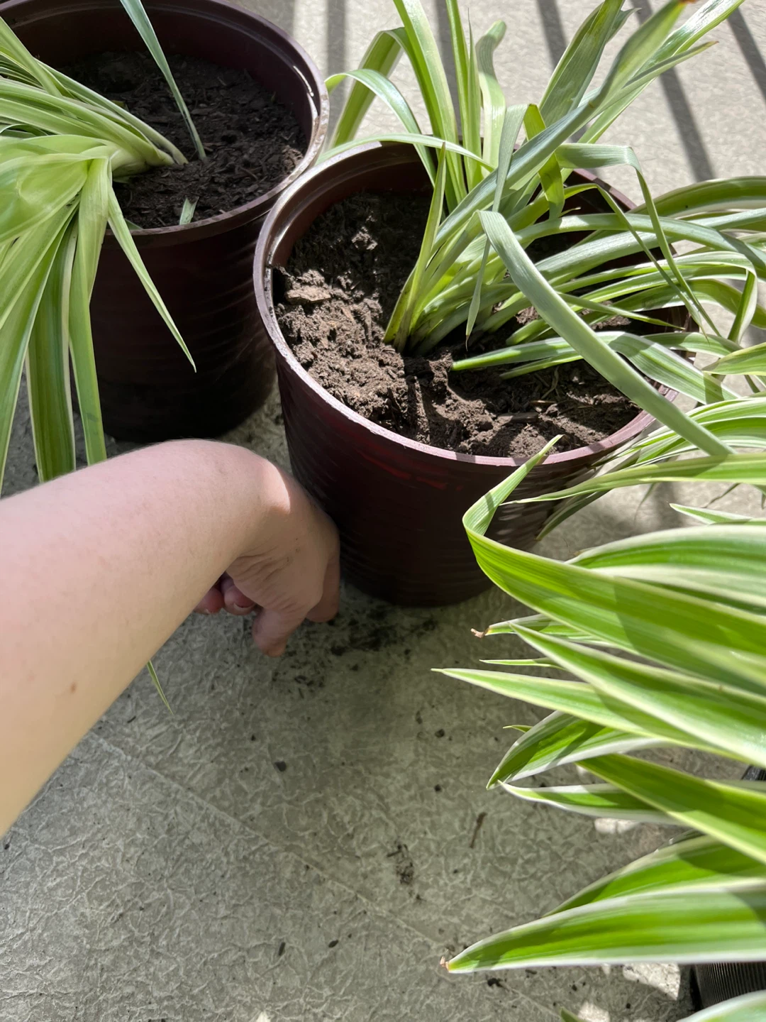 Spider Plant in Pot - photo 2