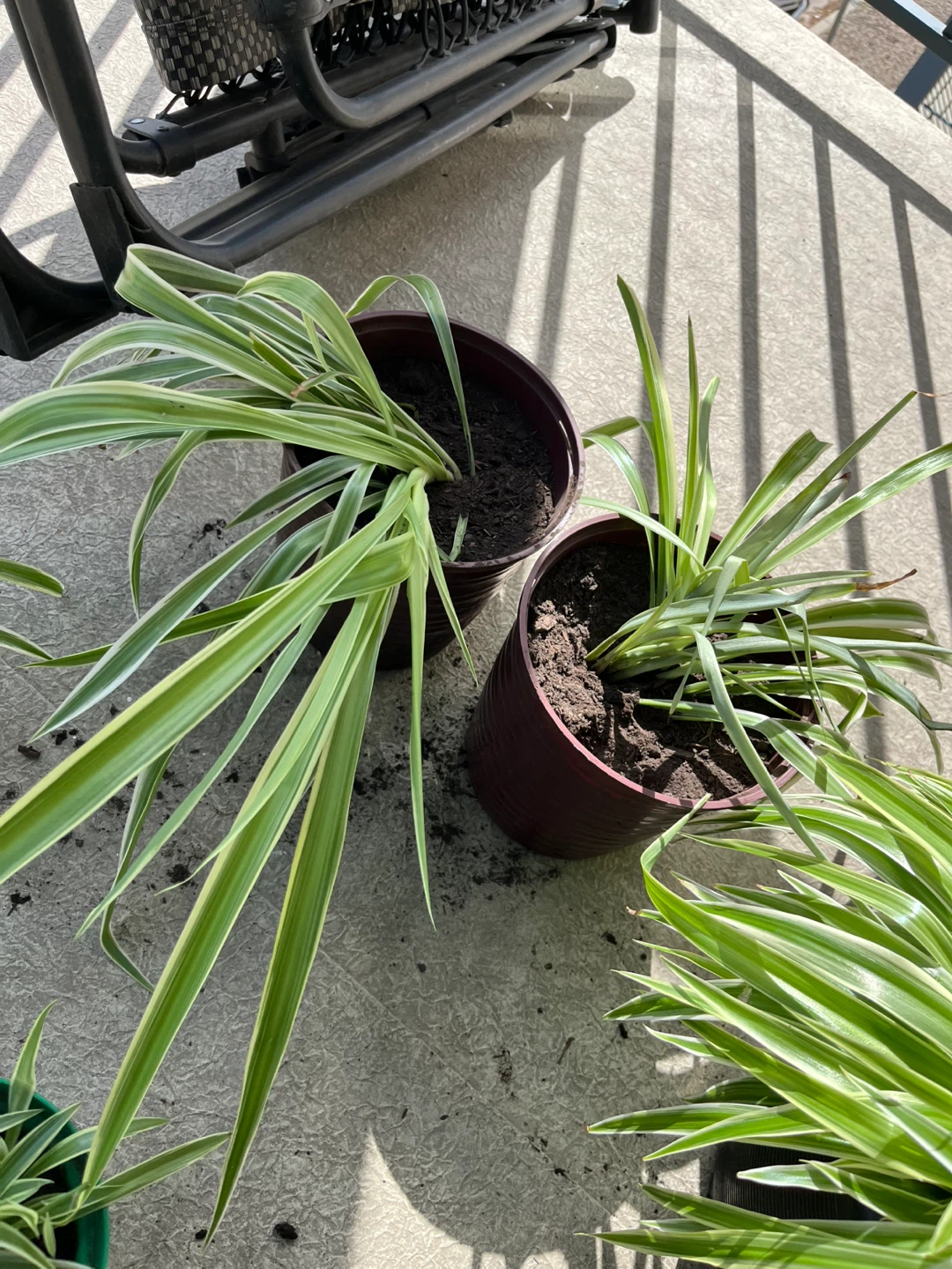 Spider Plant in Pot