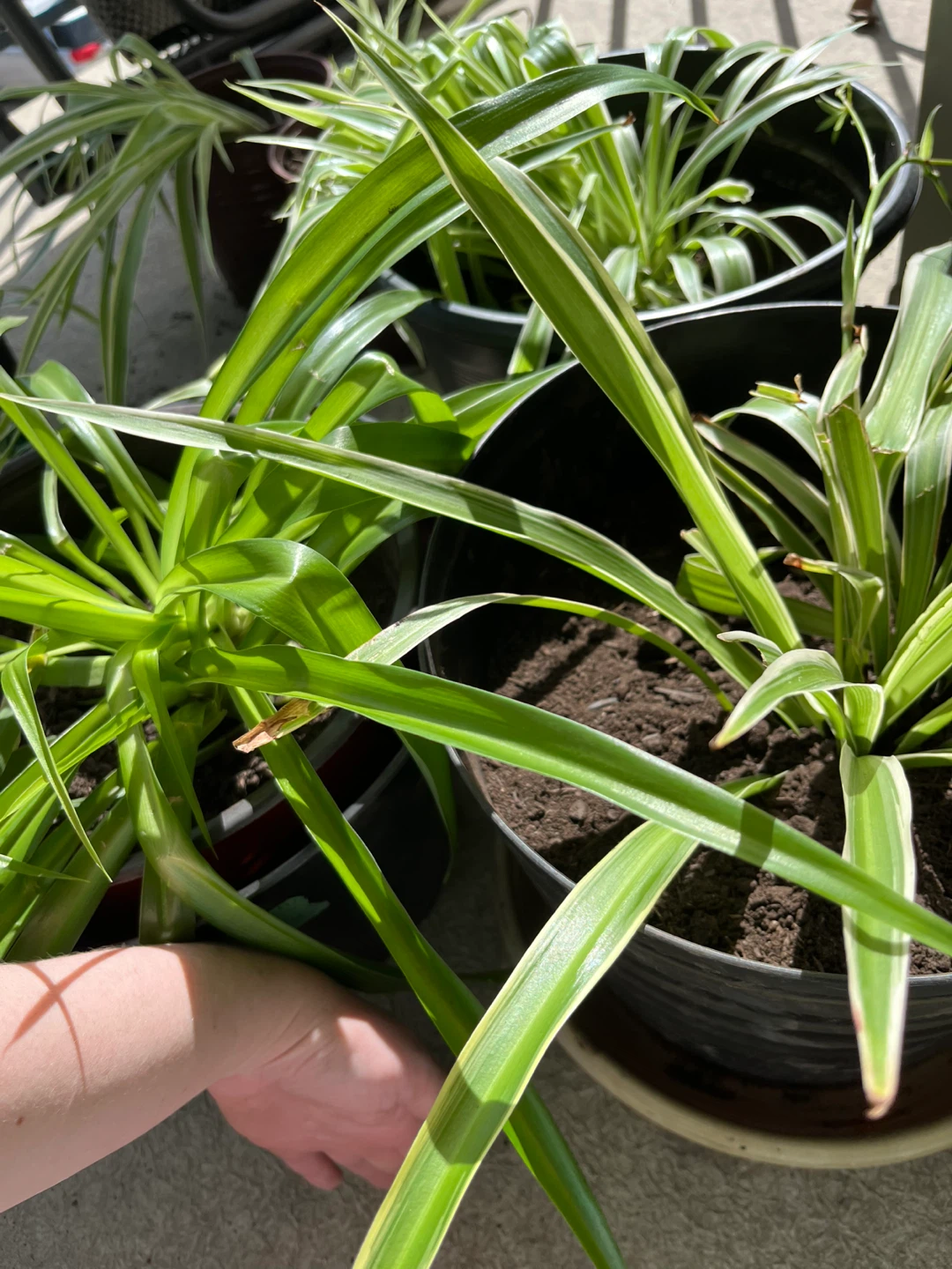 Spider Plants in Pots - photo 3