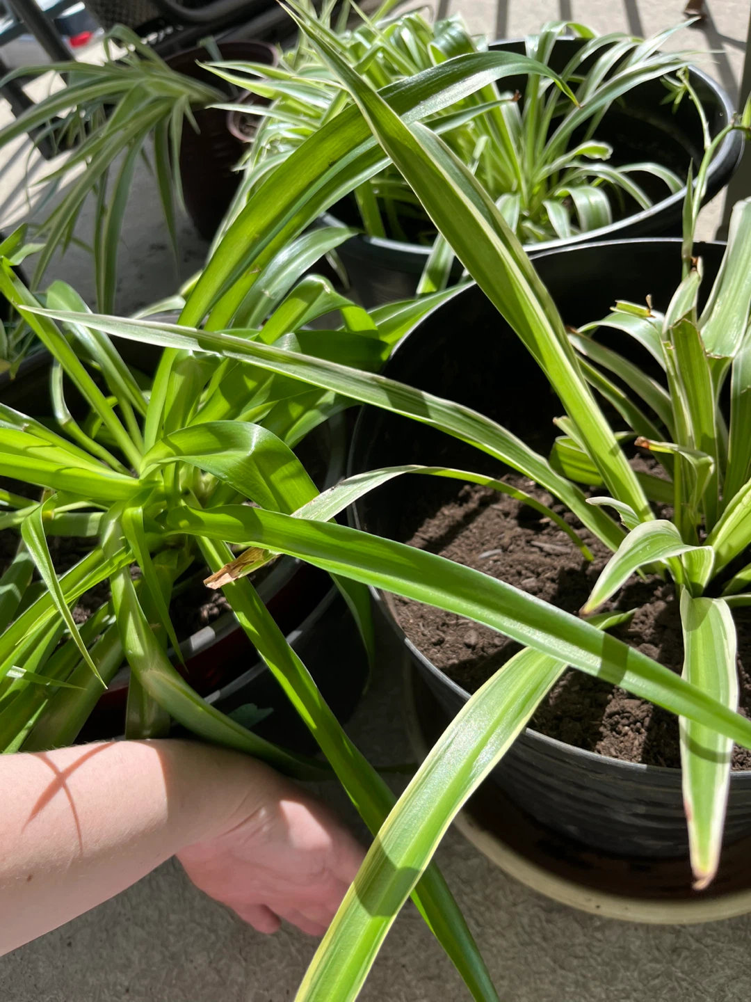 Spider Plants in Pots - photo 2