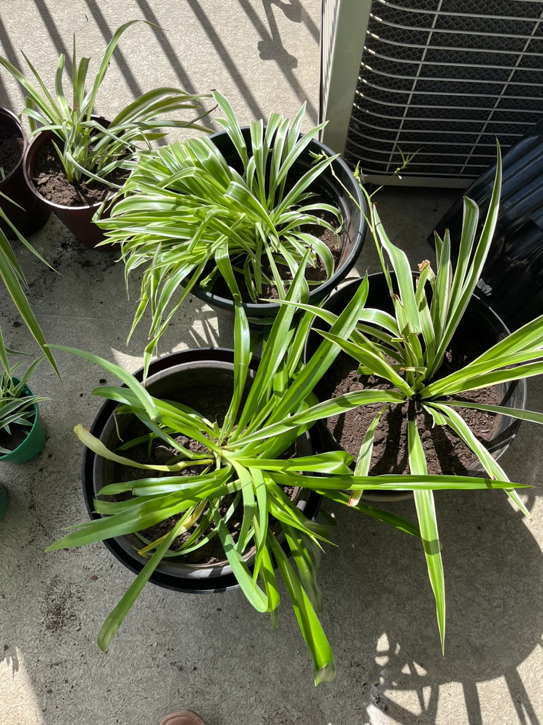 Spider Plants in Pots