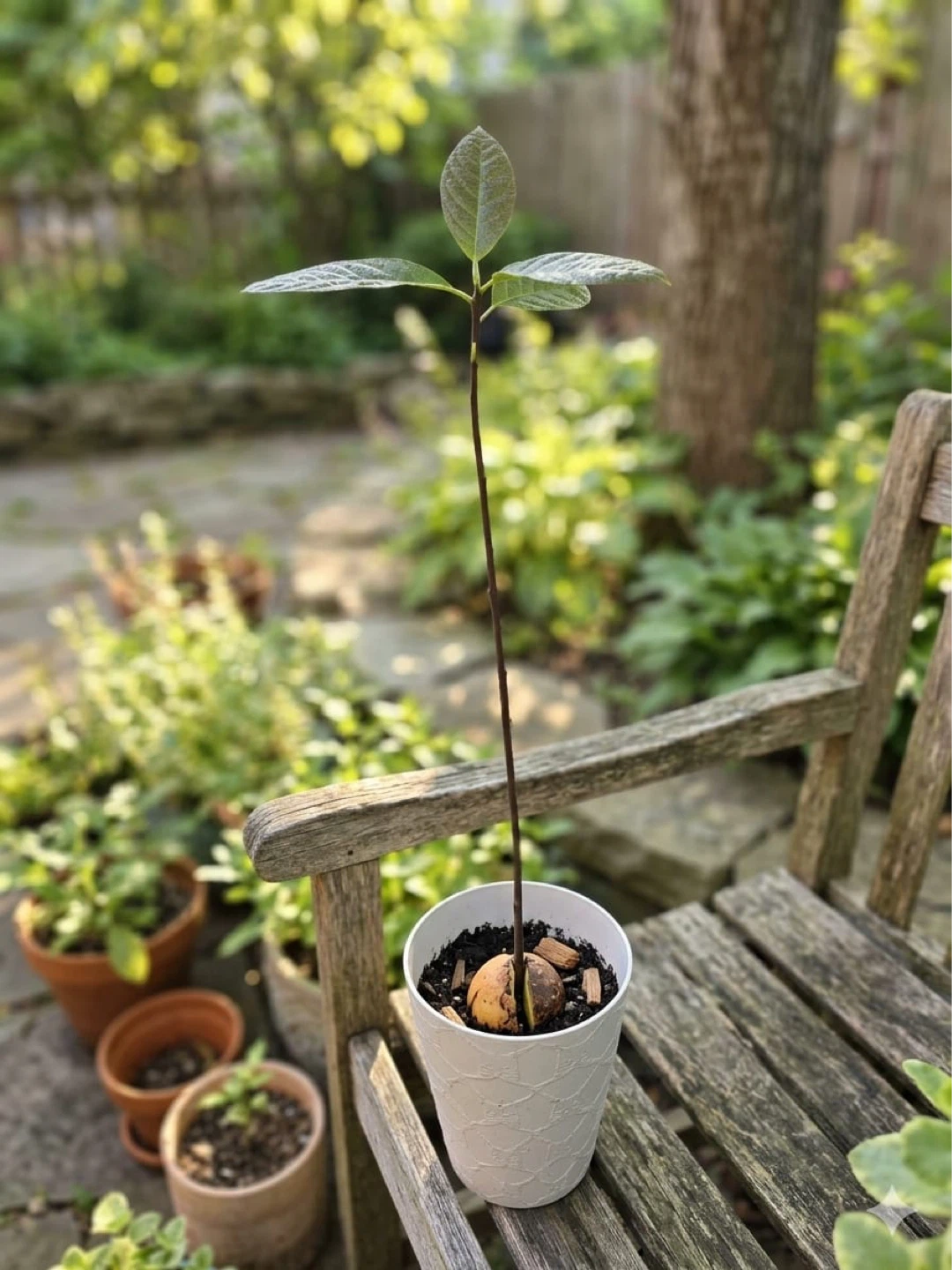 Avocado tree sapling in pot! 🥑