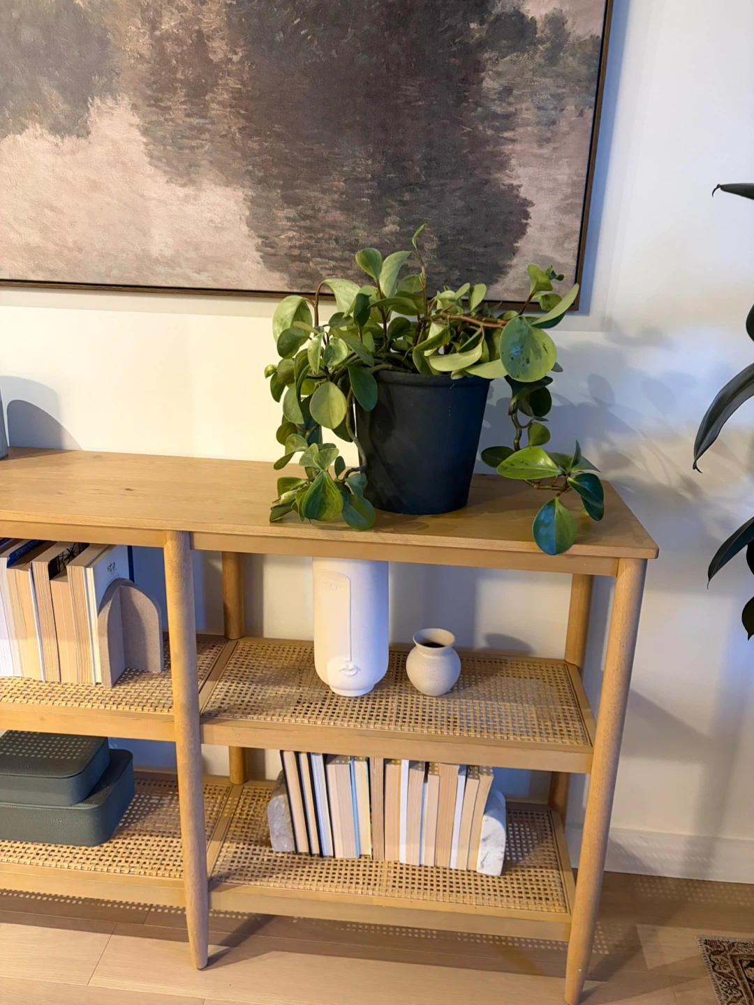 Potted Peperomia Plant - photo 2