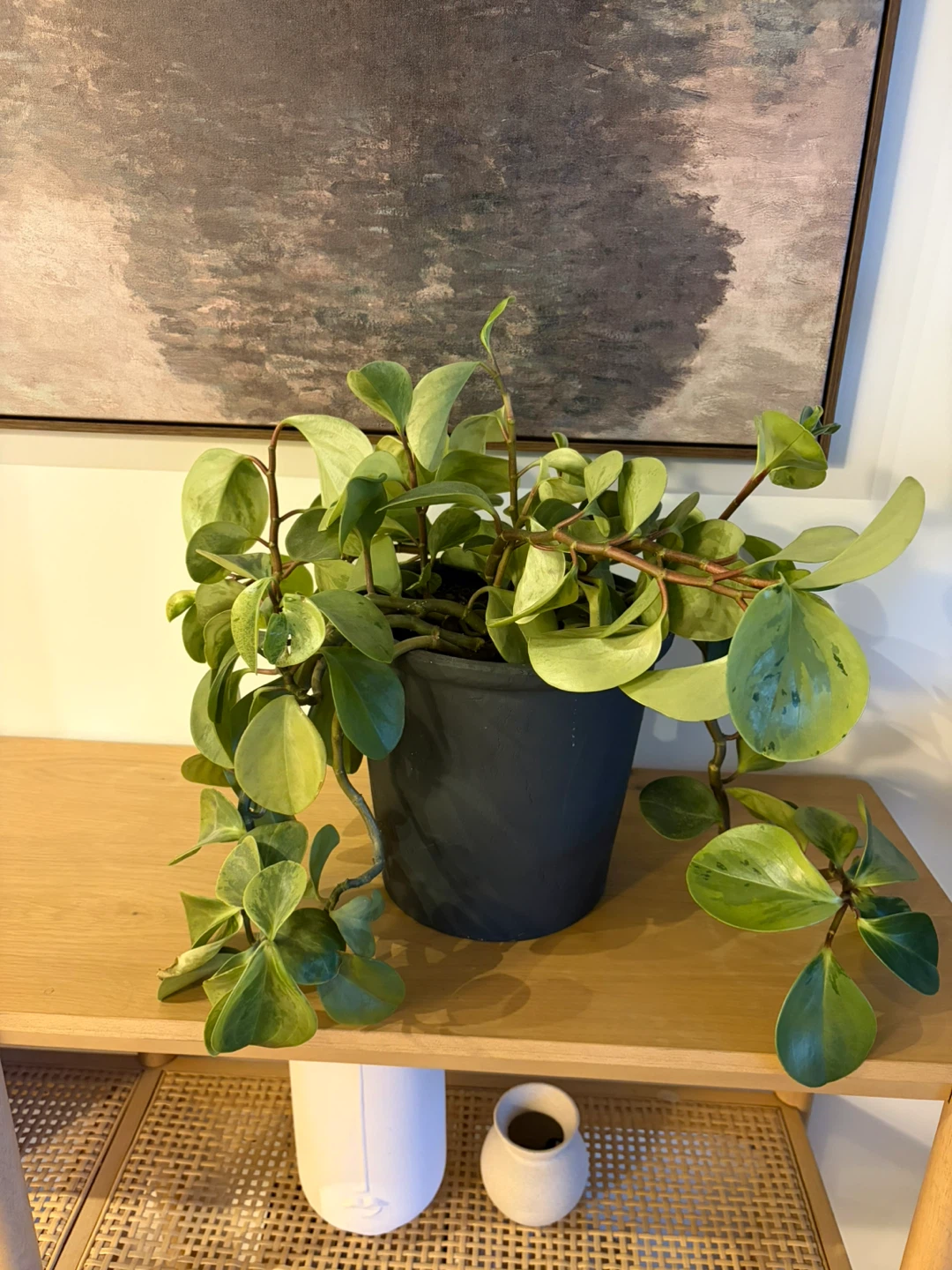Potted Peperomia Plant
