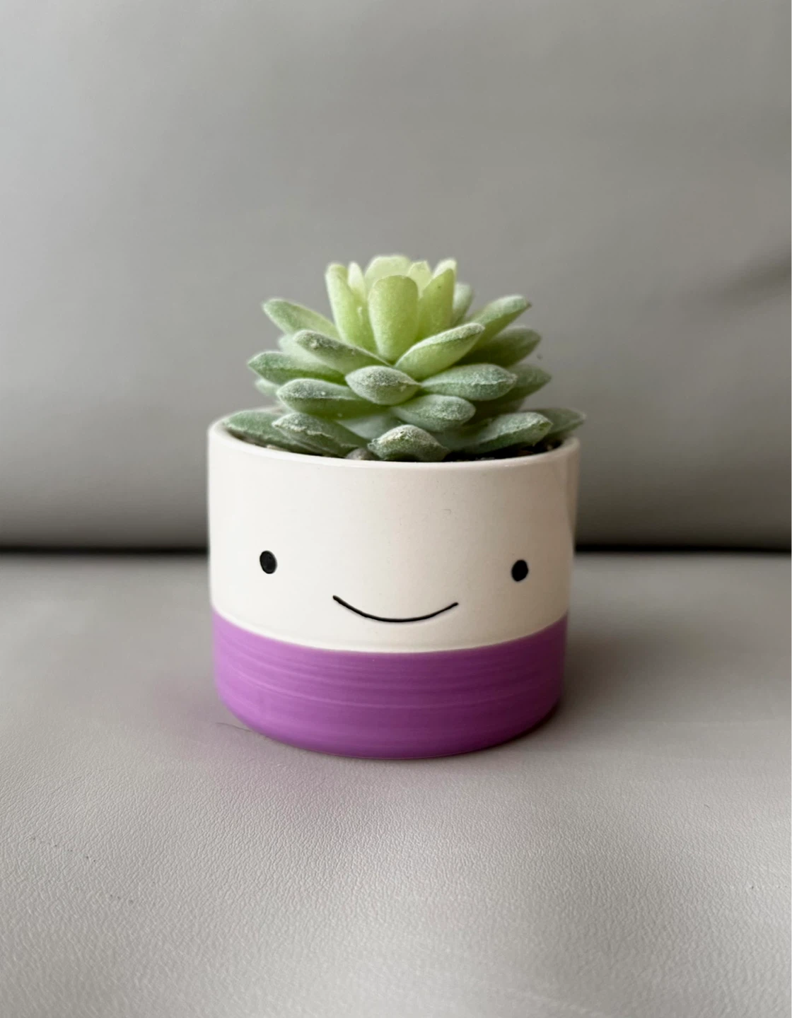 Faux Succulent Plant in Cute Smiley Face Pot