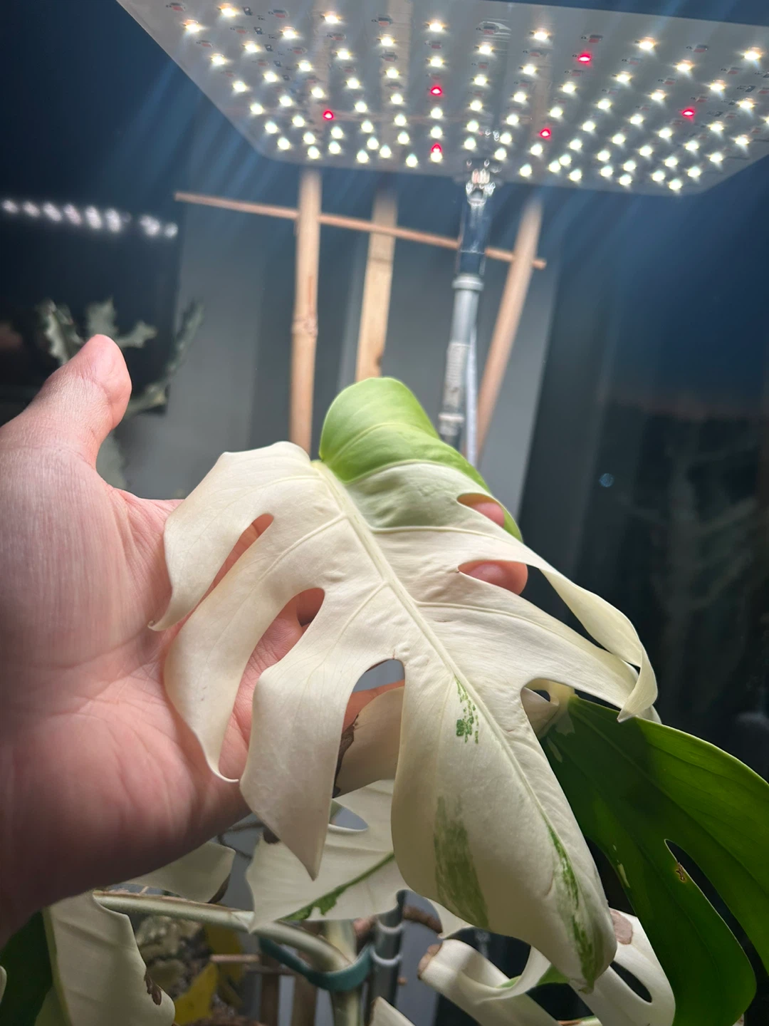 Monstera Albo Variegata Plant - photo 2