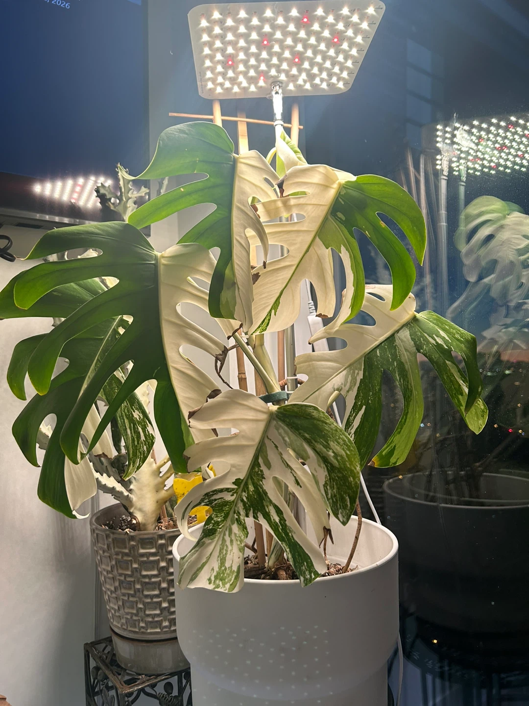 Monstera Albo Variegata Plant