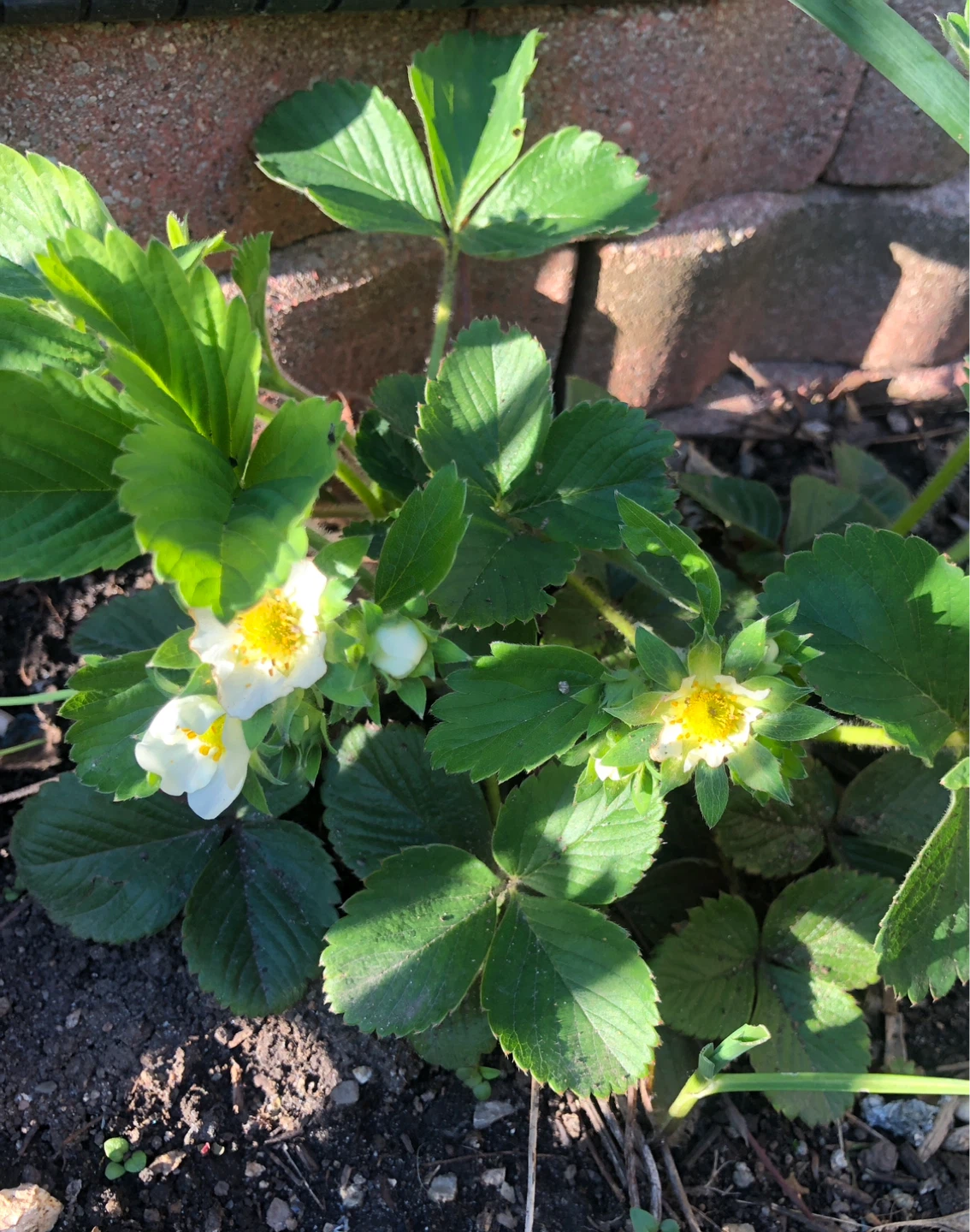 🍓🍓ORGANIC STRAWBERRY plants (see description) - photo 5