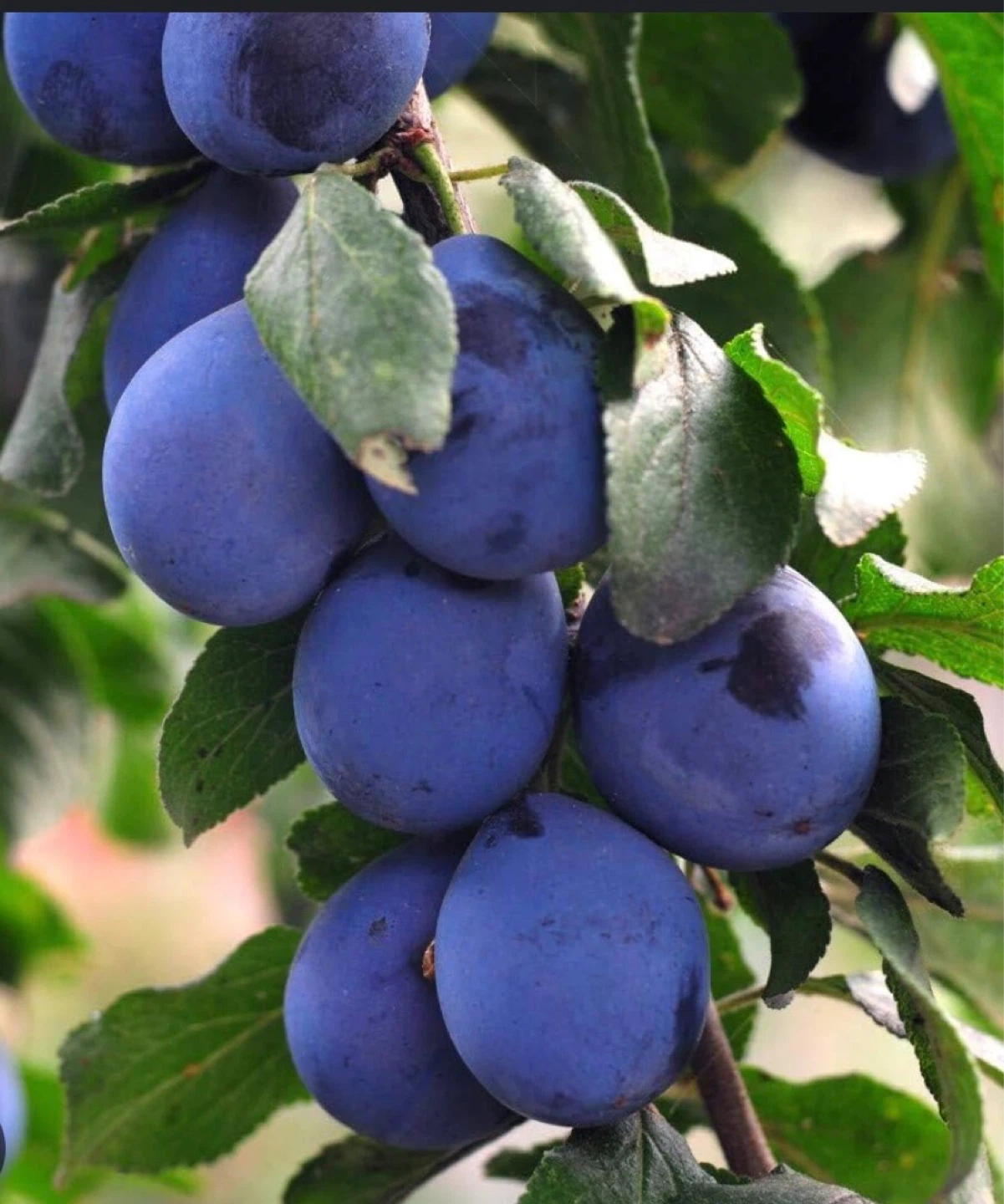 ITALIAN PLUM TREES from $40-100 - photo 2