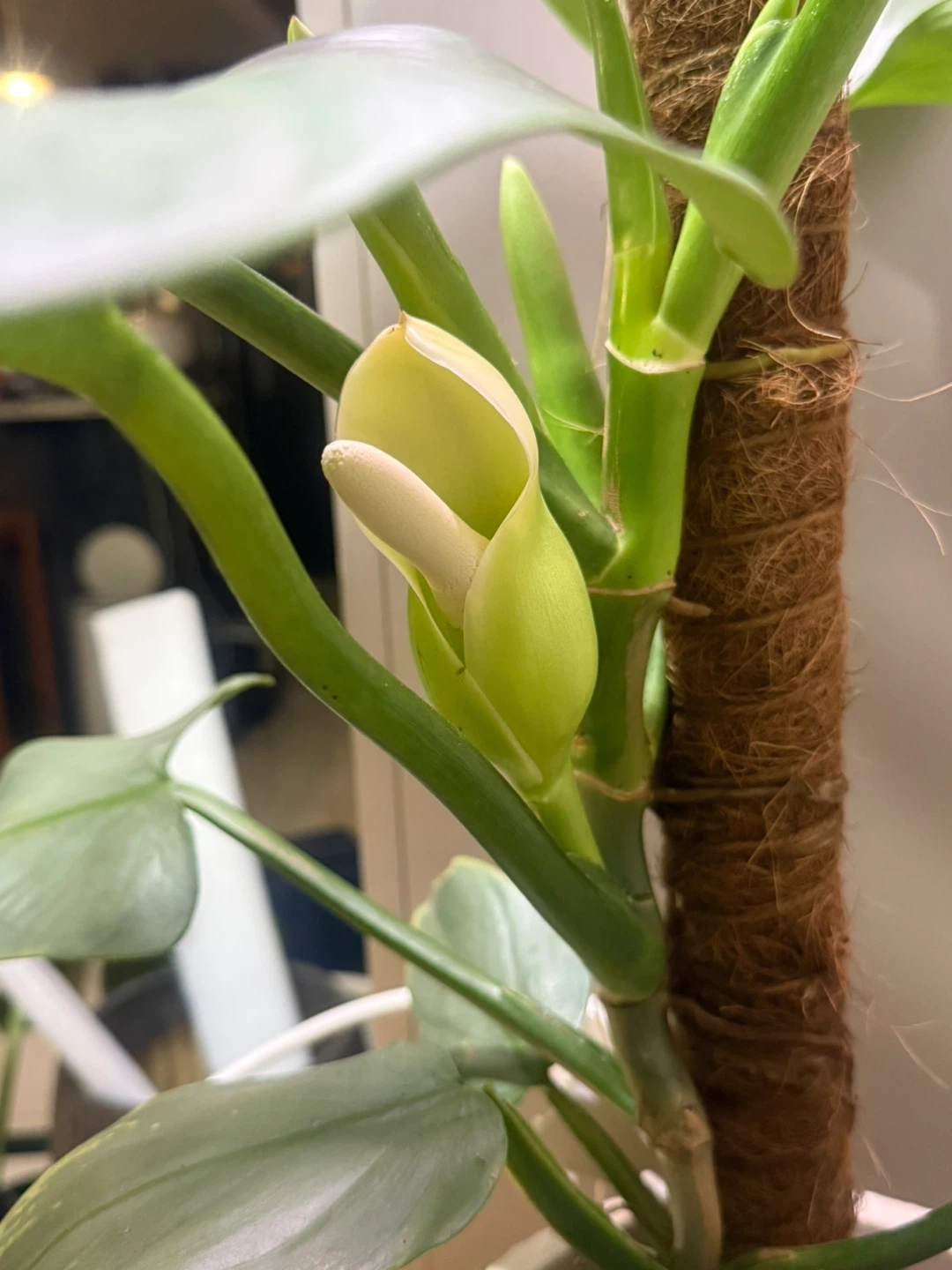 Huge size flowering Philodendron Silver Sword - photo 5