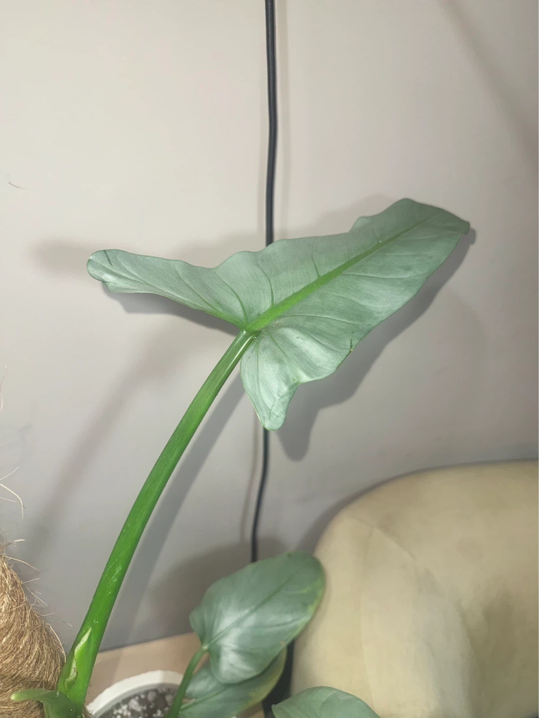 Huge size flowering Philodendron Silver Sword - photo 3