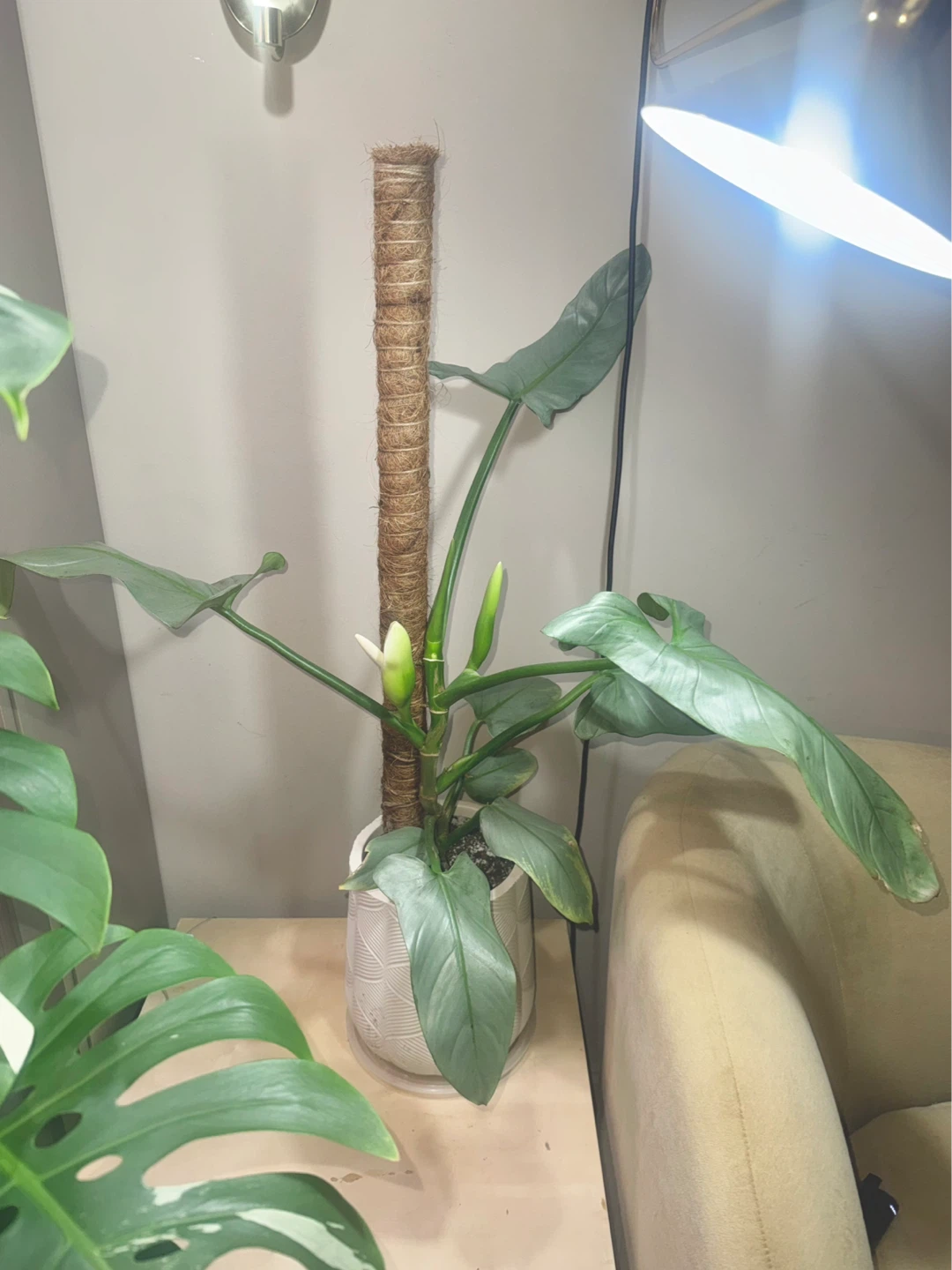 Huge size flowering Philodendron Silver Sword