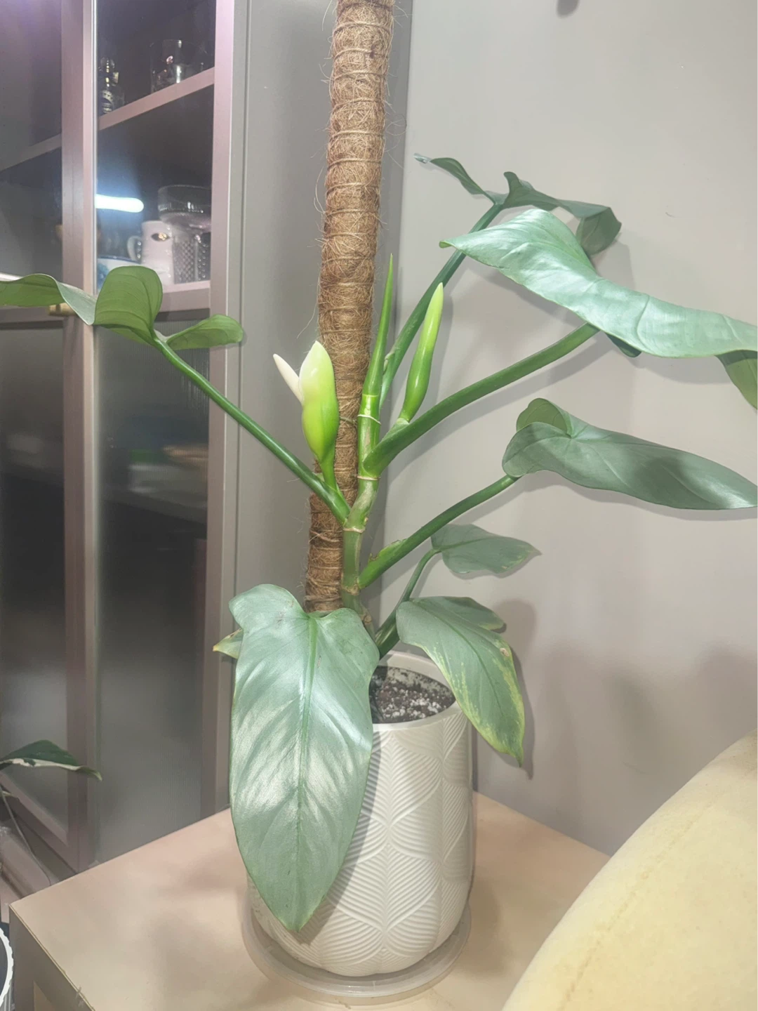 Huge size flowering Philodendron Silver Sword - photo 2