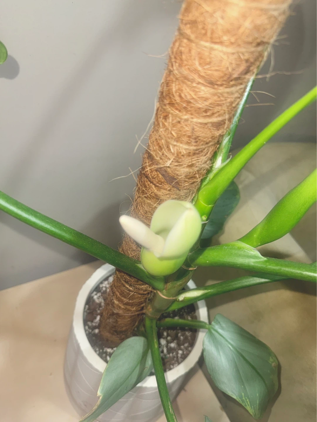 Huge size flowering Philodendron Silver Sword - photo 4