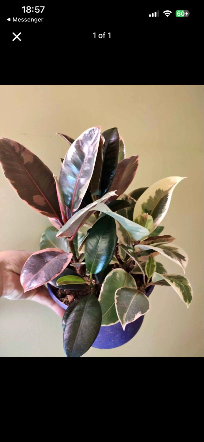 Ficus Elastica Rubber Plant (multiple in pot)