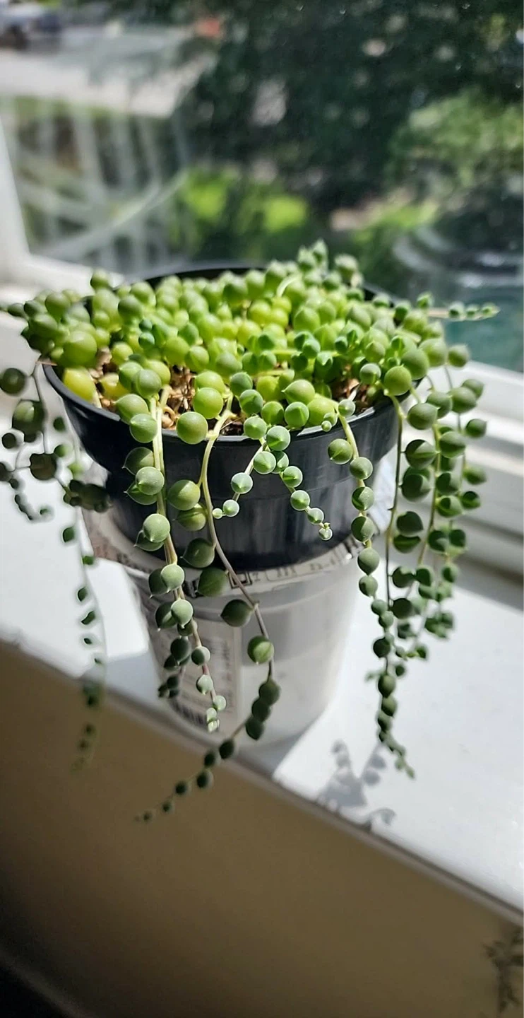String of Pearls Succulent Plant