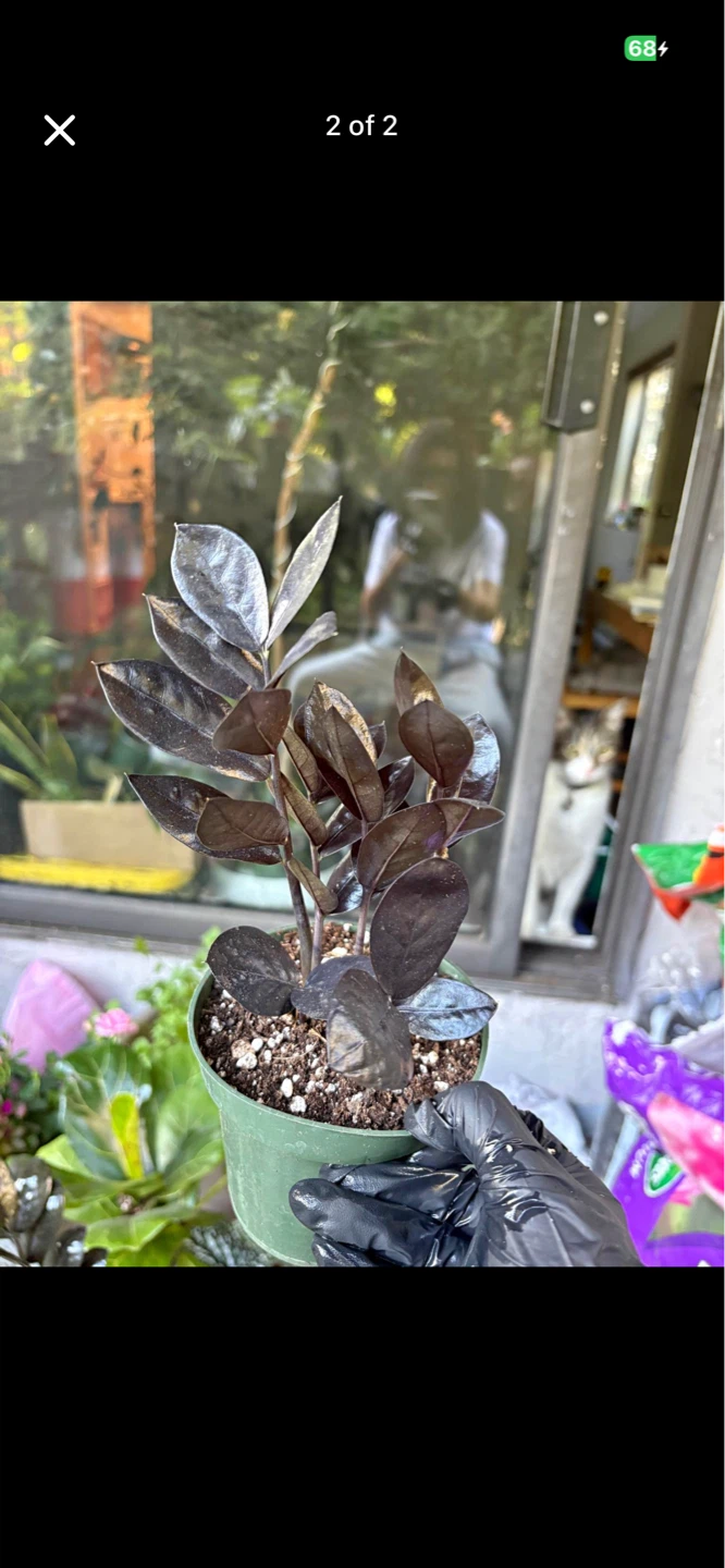 ZZ Plant (Raven) in decorative pot