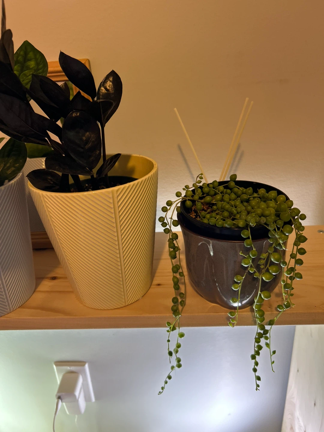 ZZ Plant (Raven) in decorative pot - photo 2