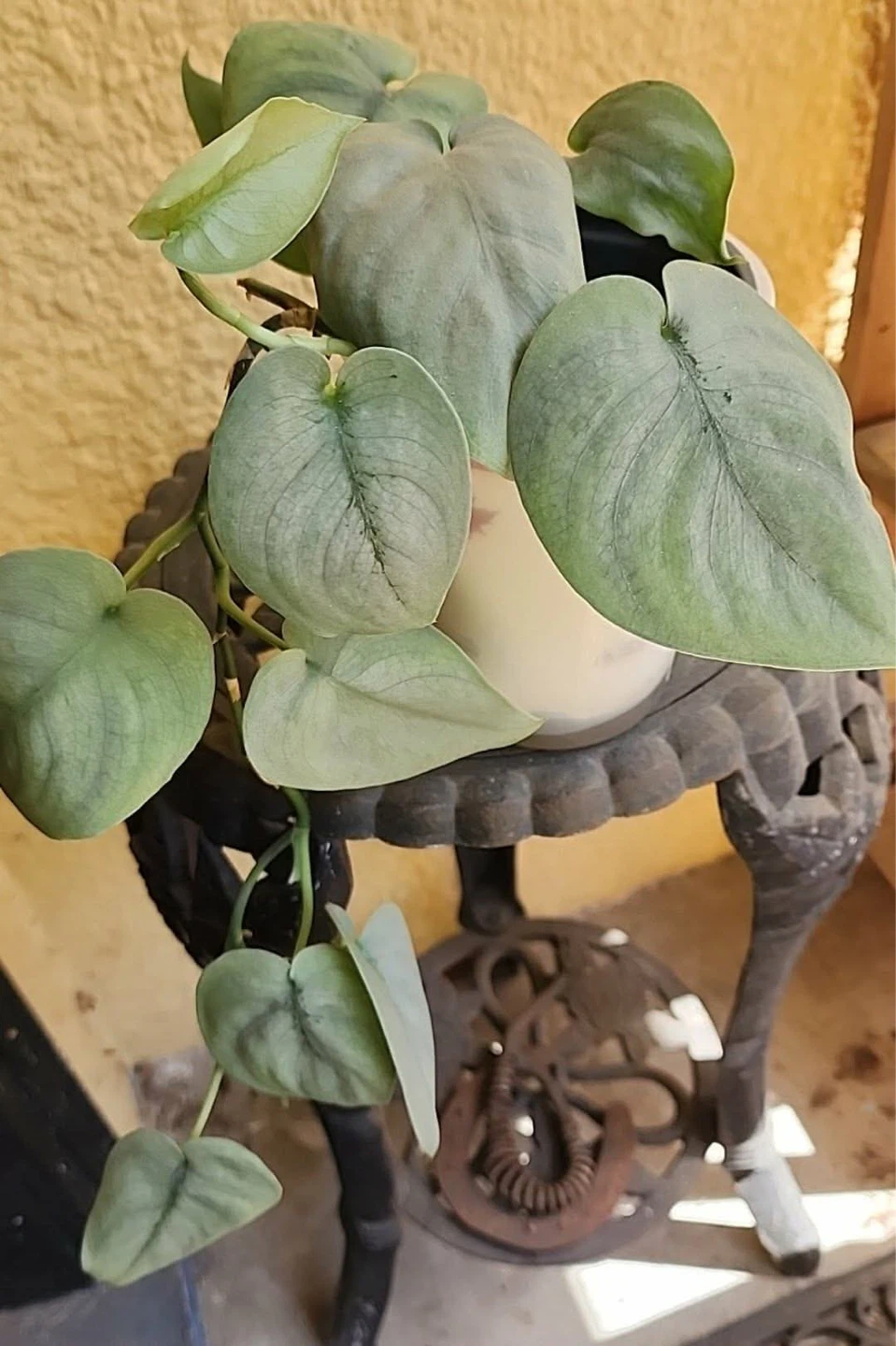 Pothos Platinum