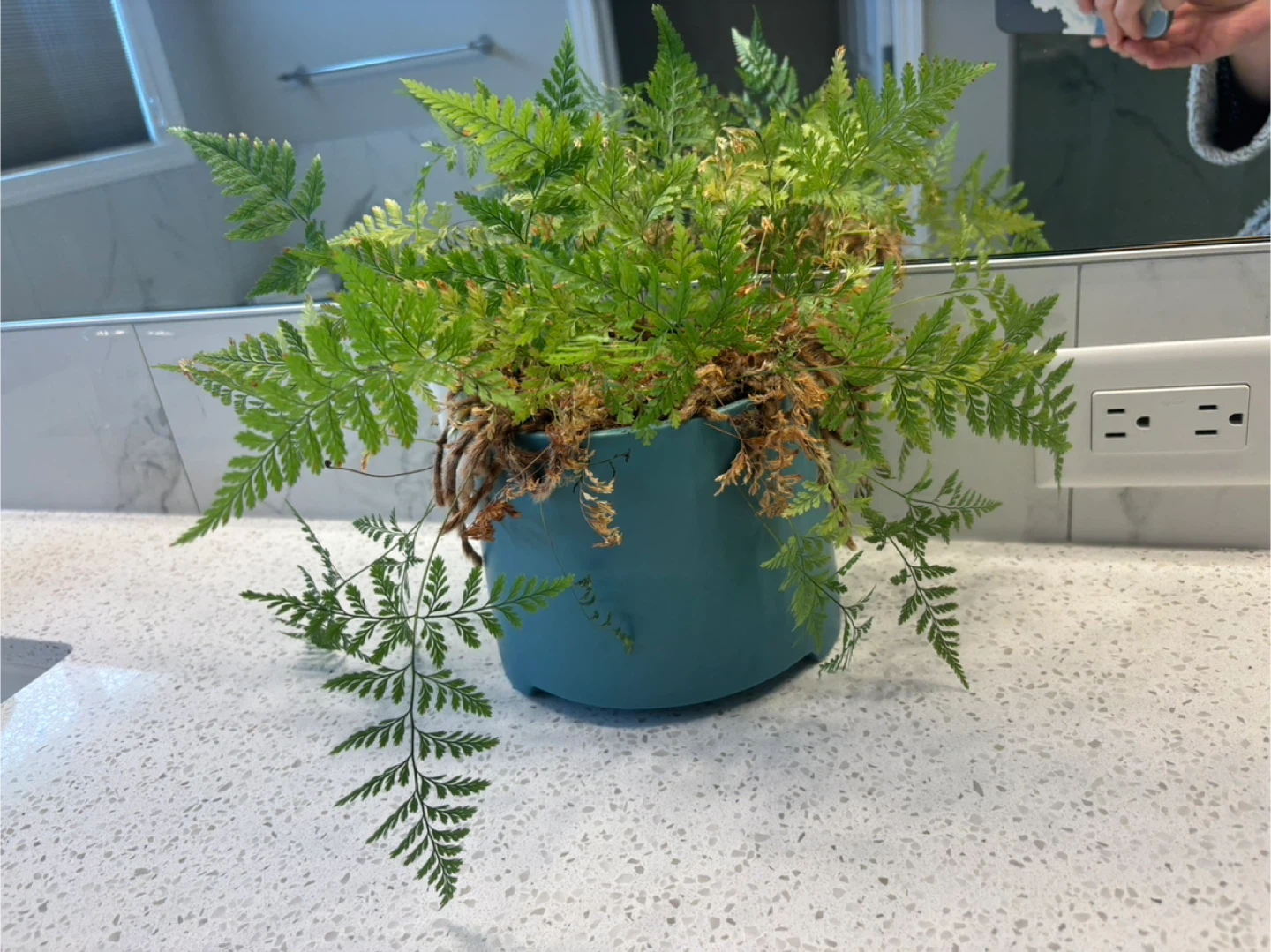 Potted Fern Plant in Teal Pot