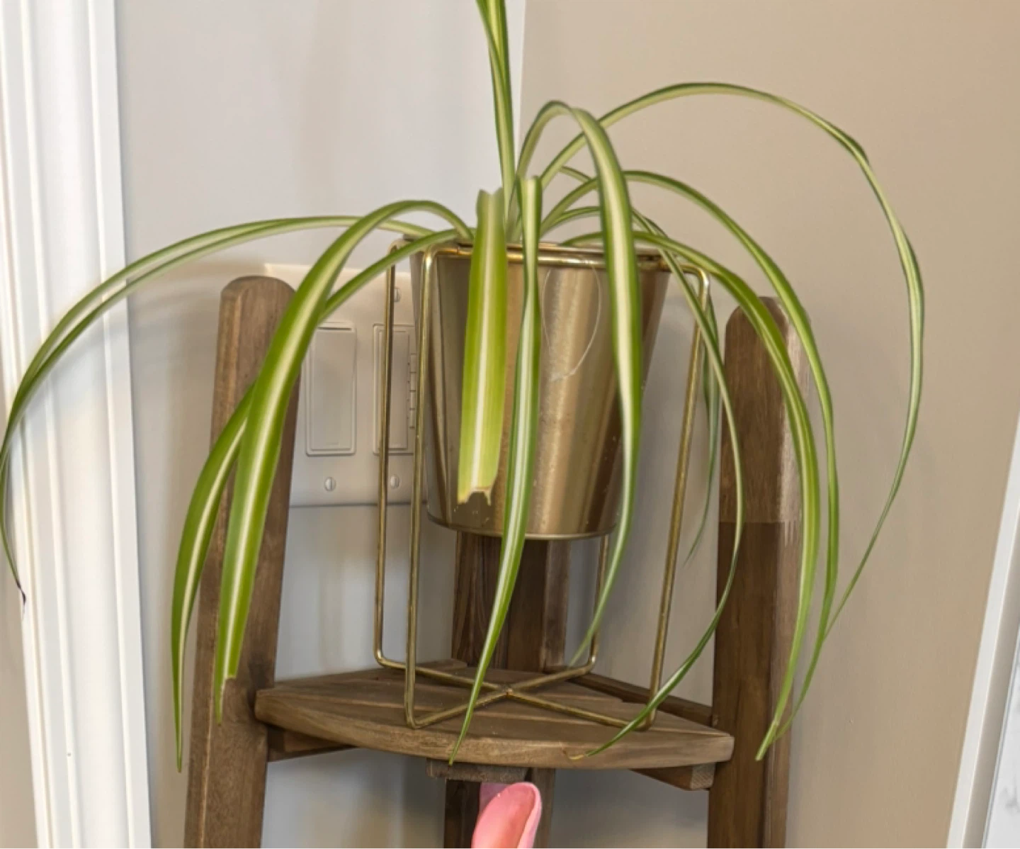 Spider Plant