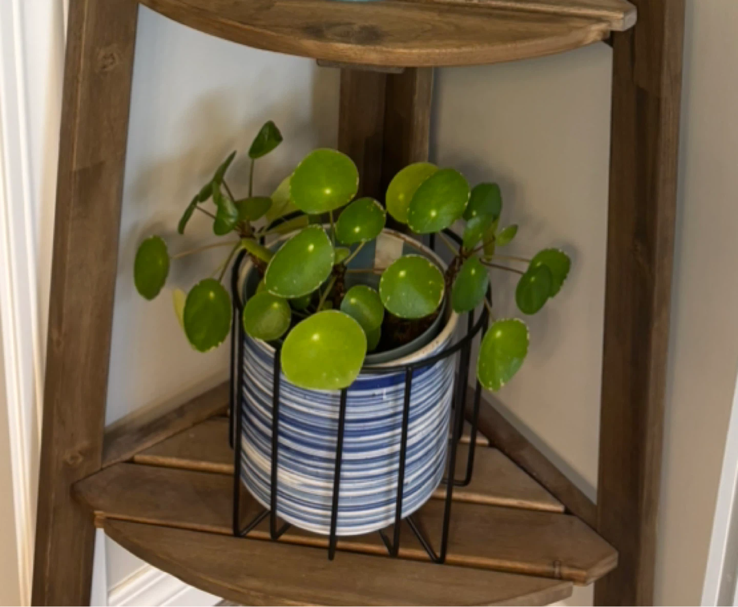 Pilea Peperomioides Plant