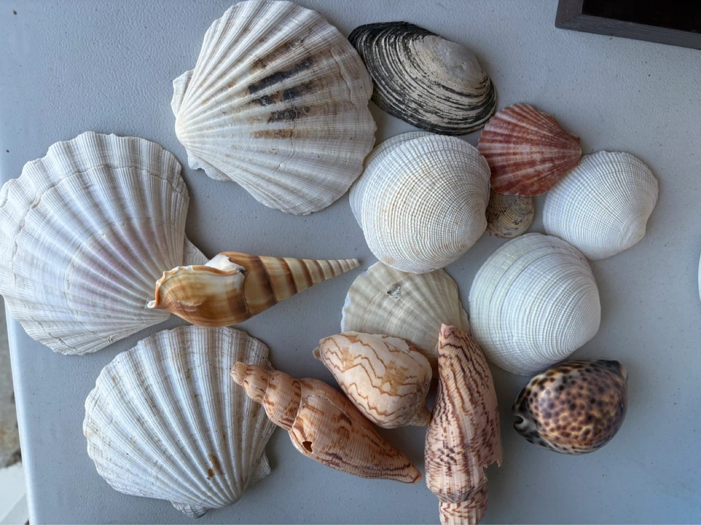 Assorted Seashell Collection
