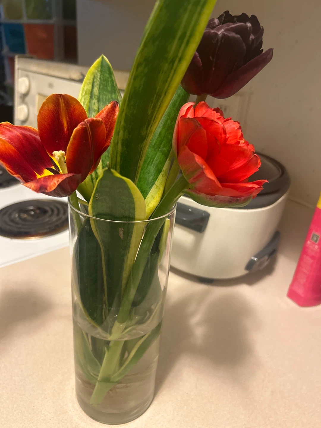 Snake Plant in Glass Vase Water Propagation