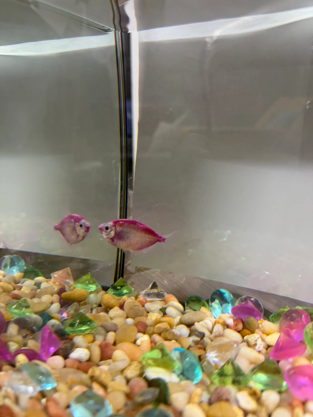 Top Fin Aquarium - photo 3