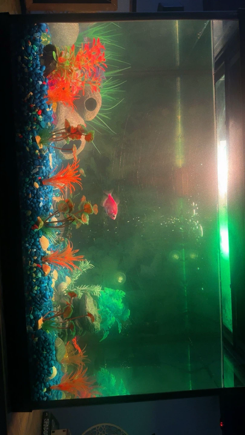 Aqueon Aquarium( including fish) - photo 3