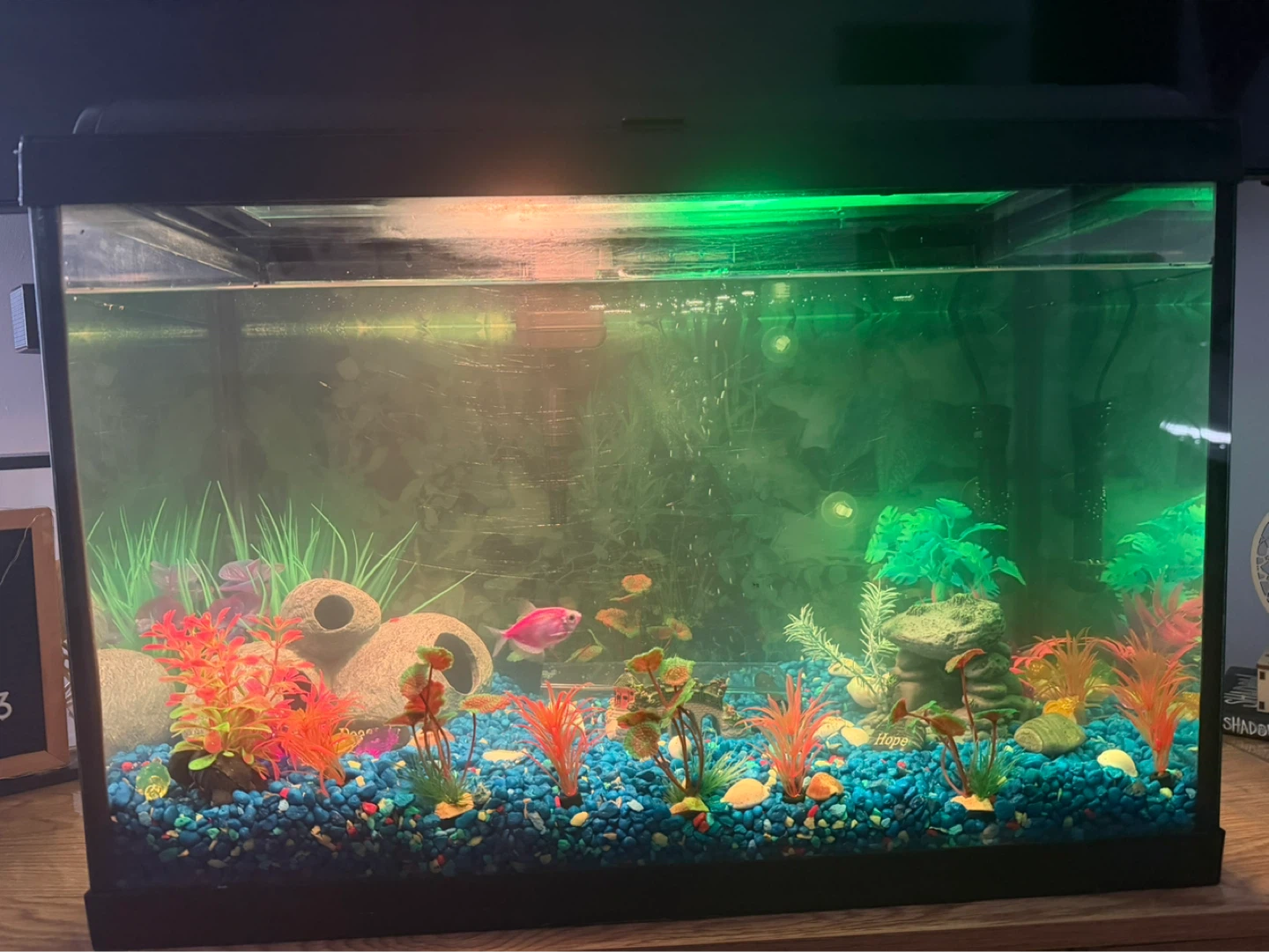 Aqueon Aquarium( including fish) - photo 2