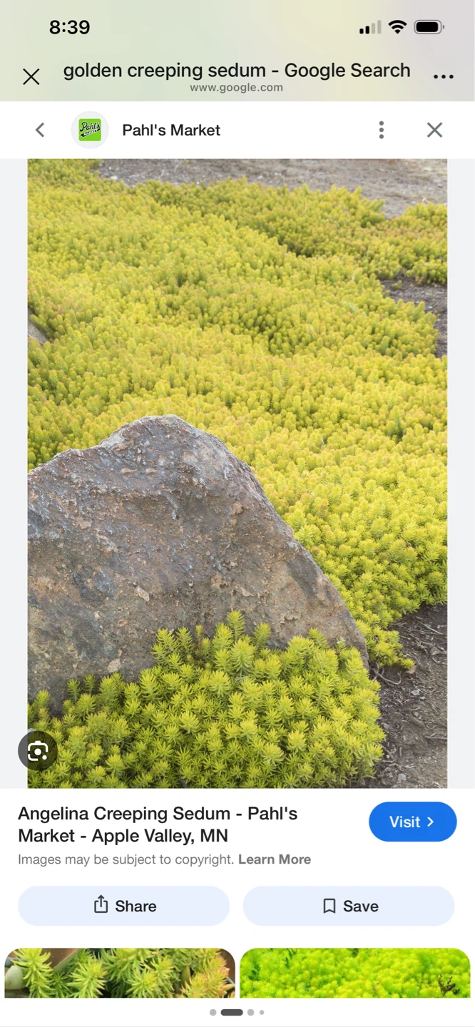Angelina Sedum Plant - photo 2