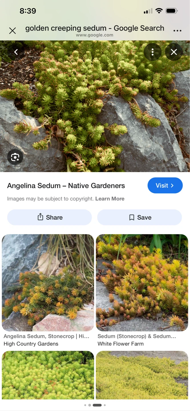 Angelina Sedum Plant