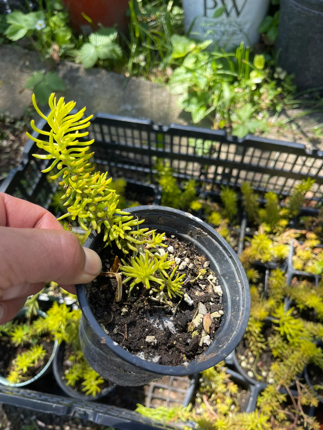 Angelina Sedum Plant - photo 3