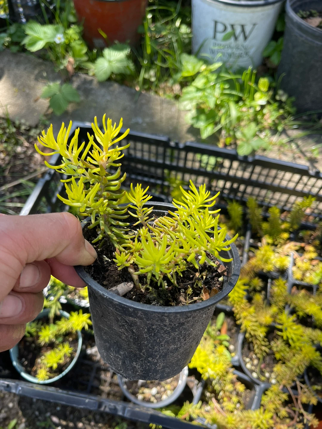 Angelina Sedum Plant - photo 5