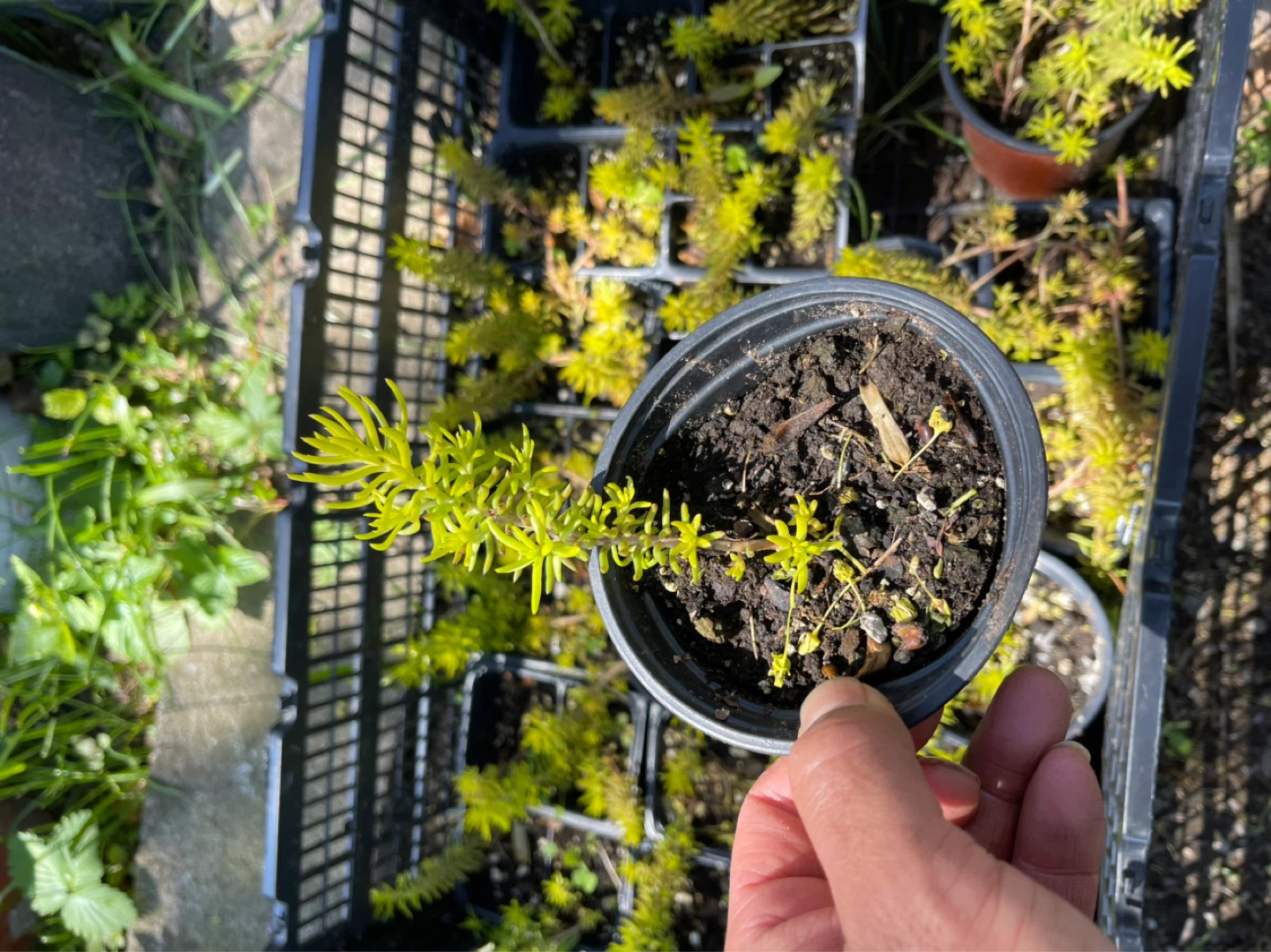 Angelina Sedum Plant - photo 4