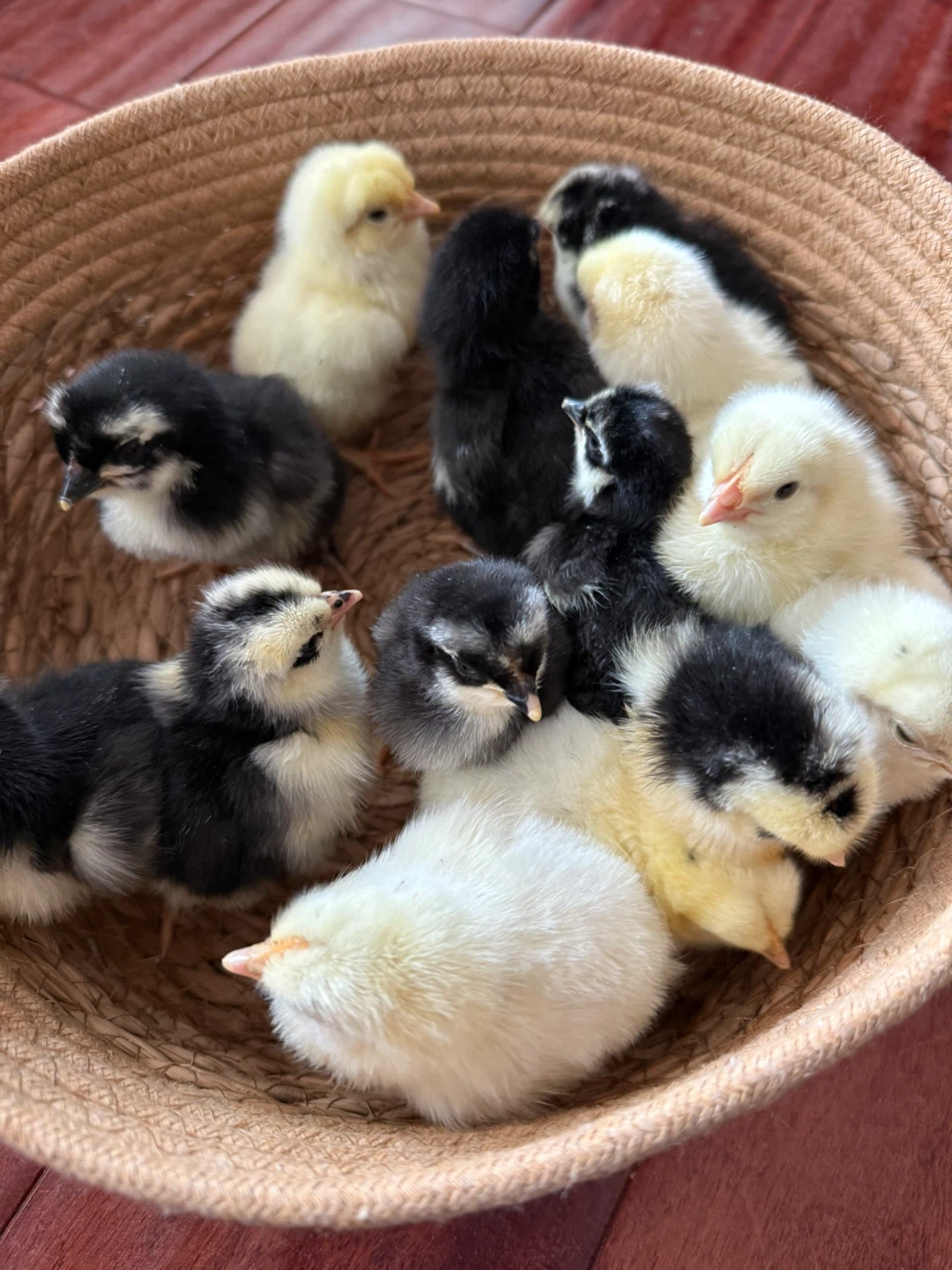 Easter Egger Chicks - photo 3