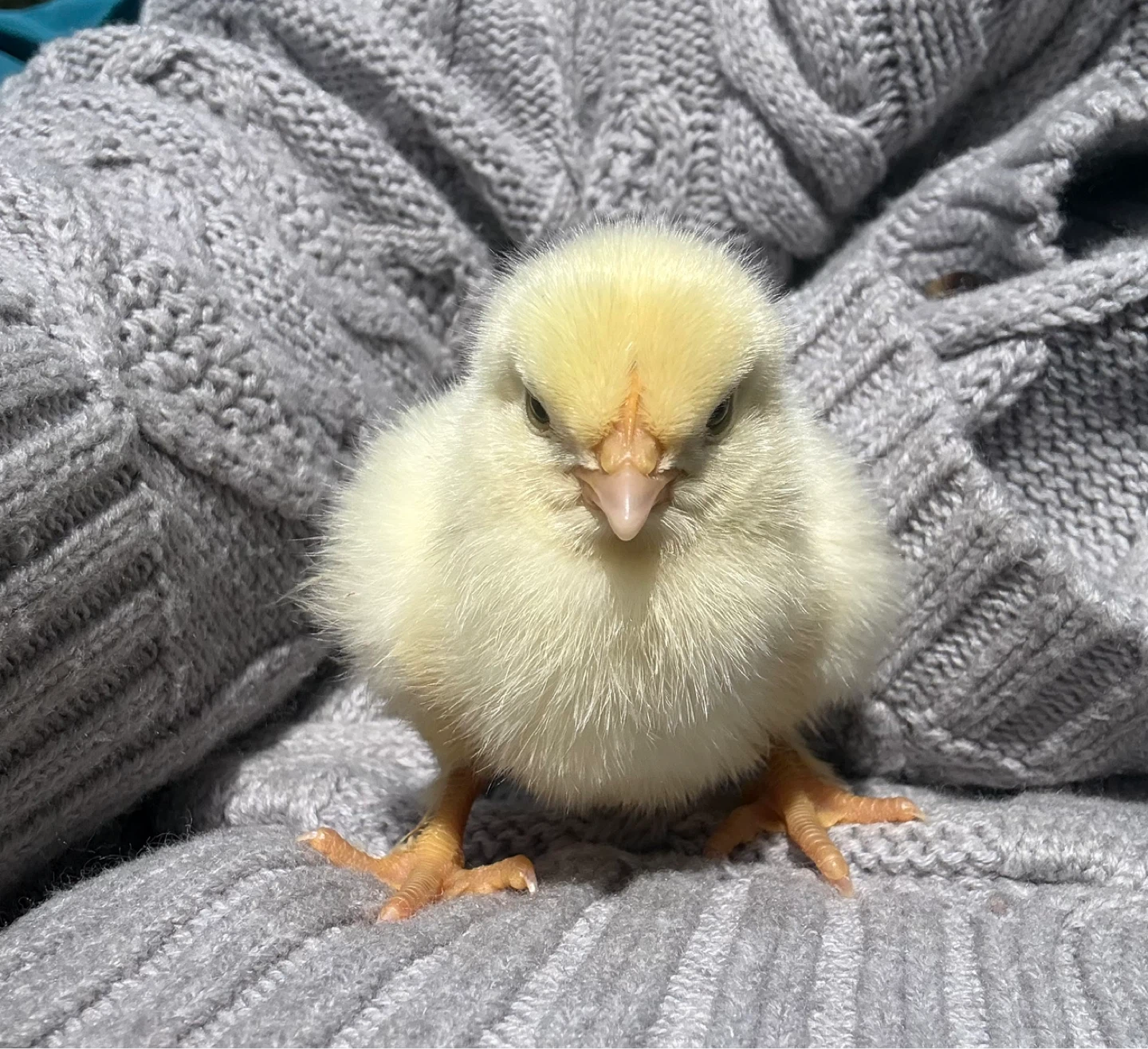 Easter Egger Chicks - photo 2