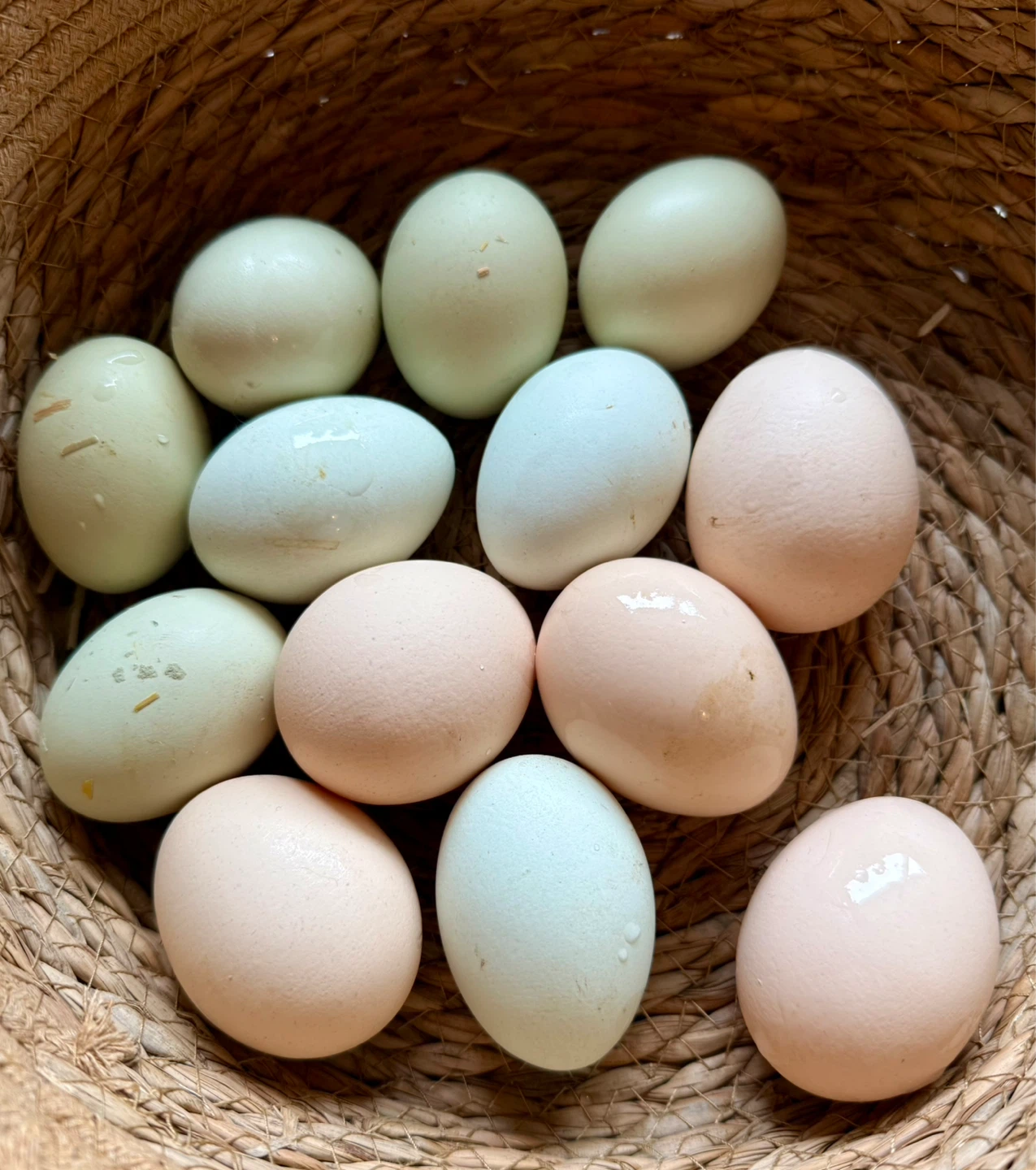 Easter Egger Chicks - photo 4