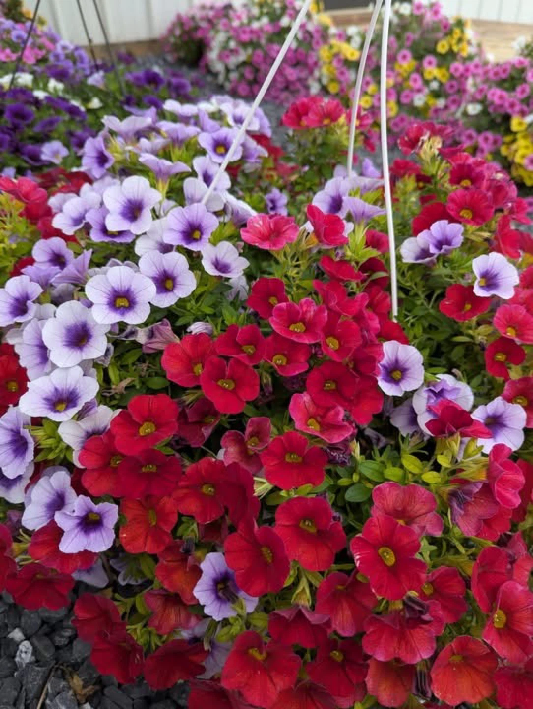 Assorted Hanging Flower Baskets and Potted Plants - photo 5