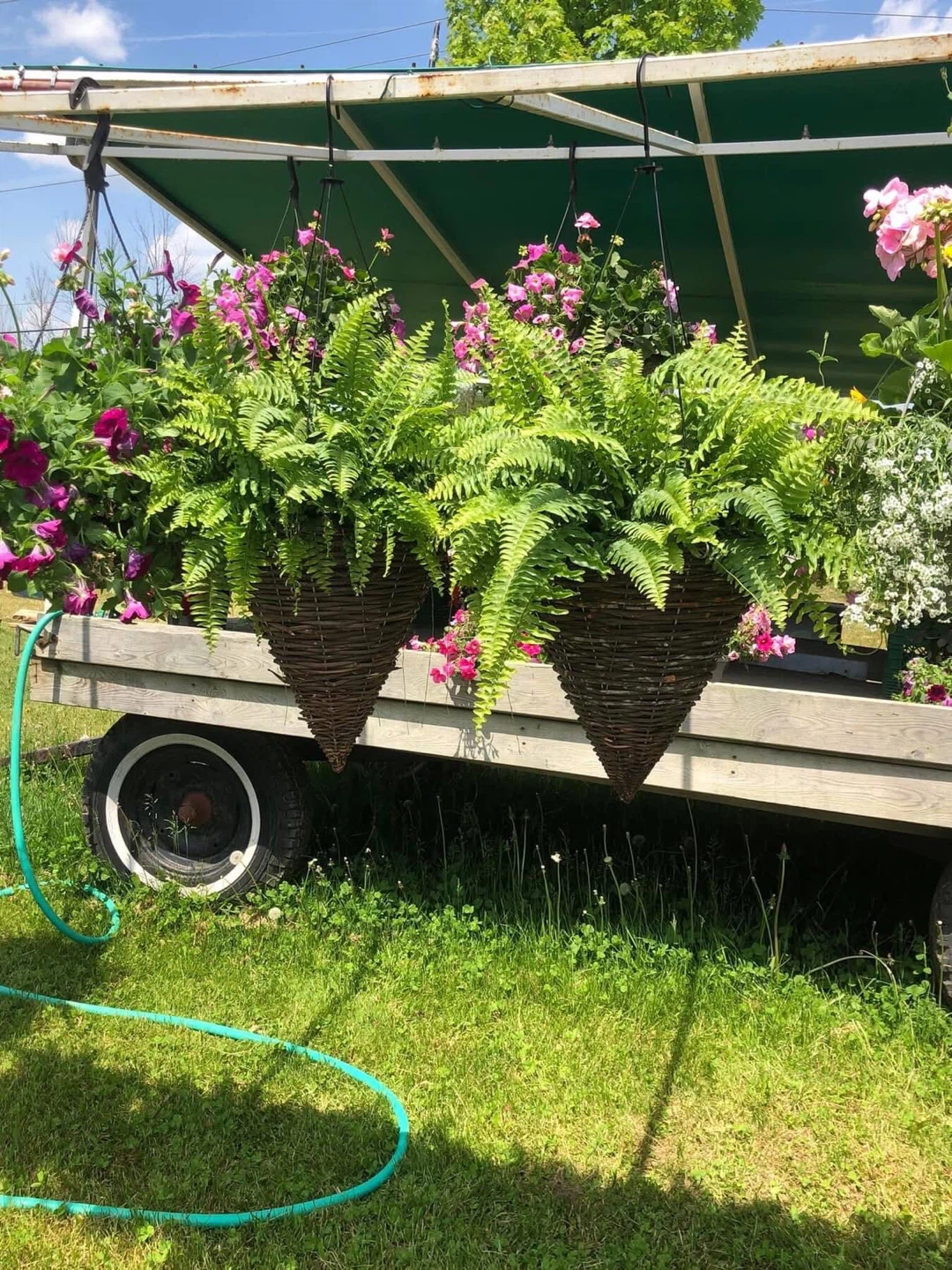 Assorted Hanging Flower Baskets and Potted Plants - photo 2