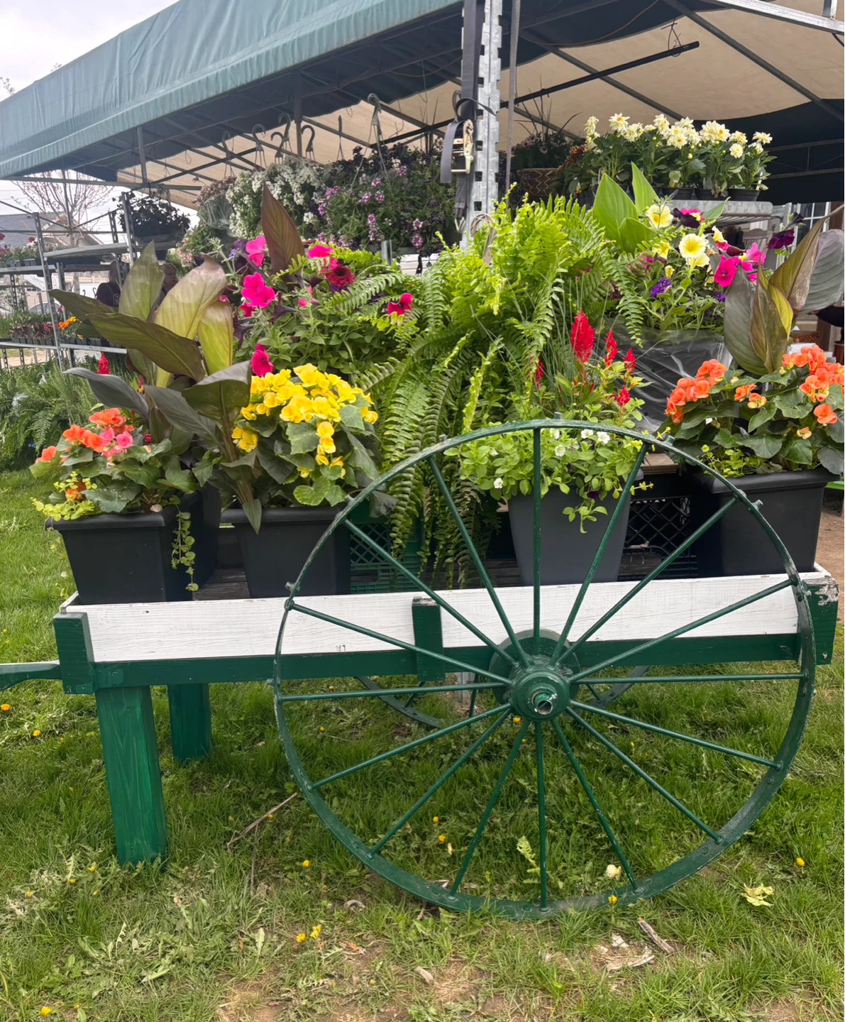 Assorted Hanging Flower Baskets and Potted Plants - photo 4