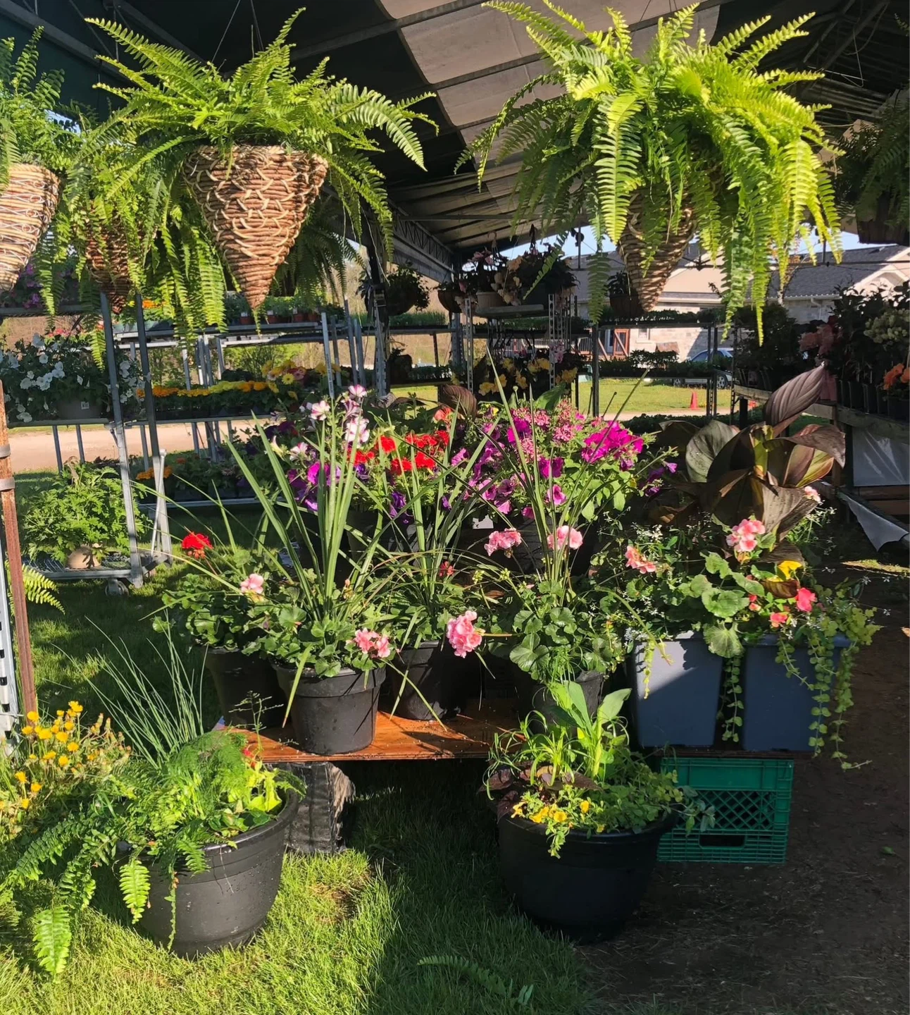 Assorted Hanging Flower Baskets and Potted Plants - photo 3