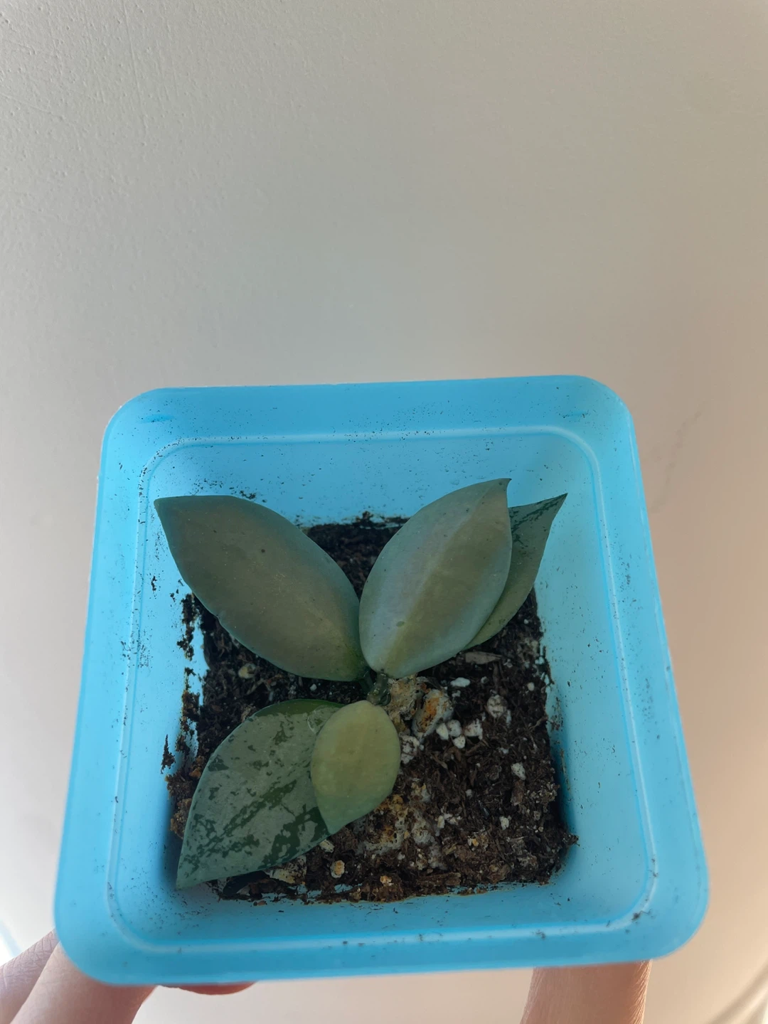 Hoya Krohniana Super Silver rooted