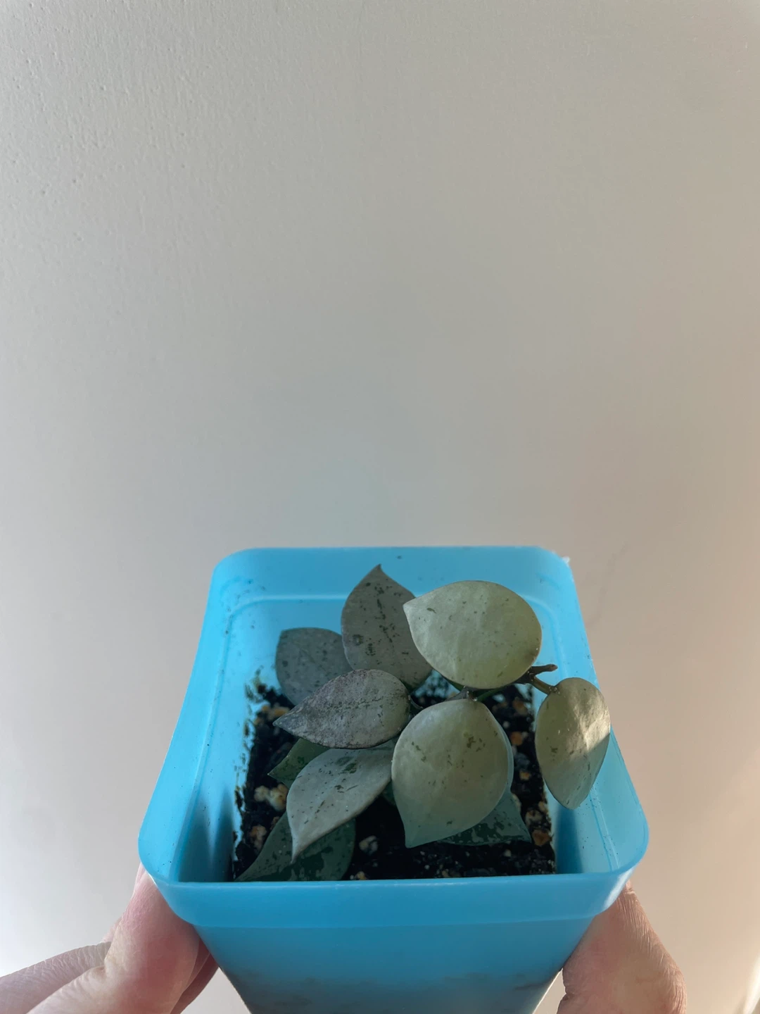 Hoya Krohniana Super Silver rooted