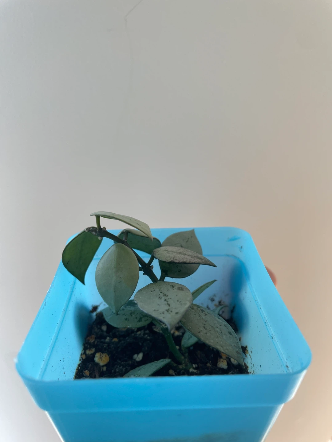 Hoya Krohniana Super Silver rooted - photo 2